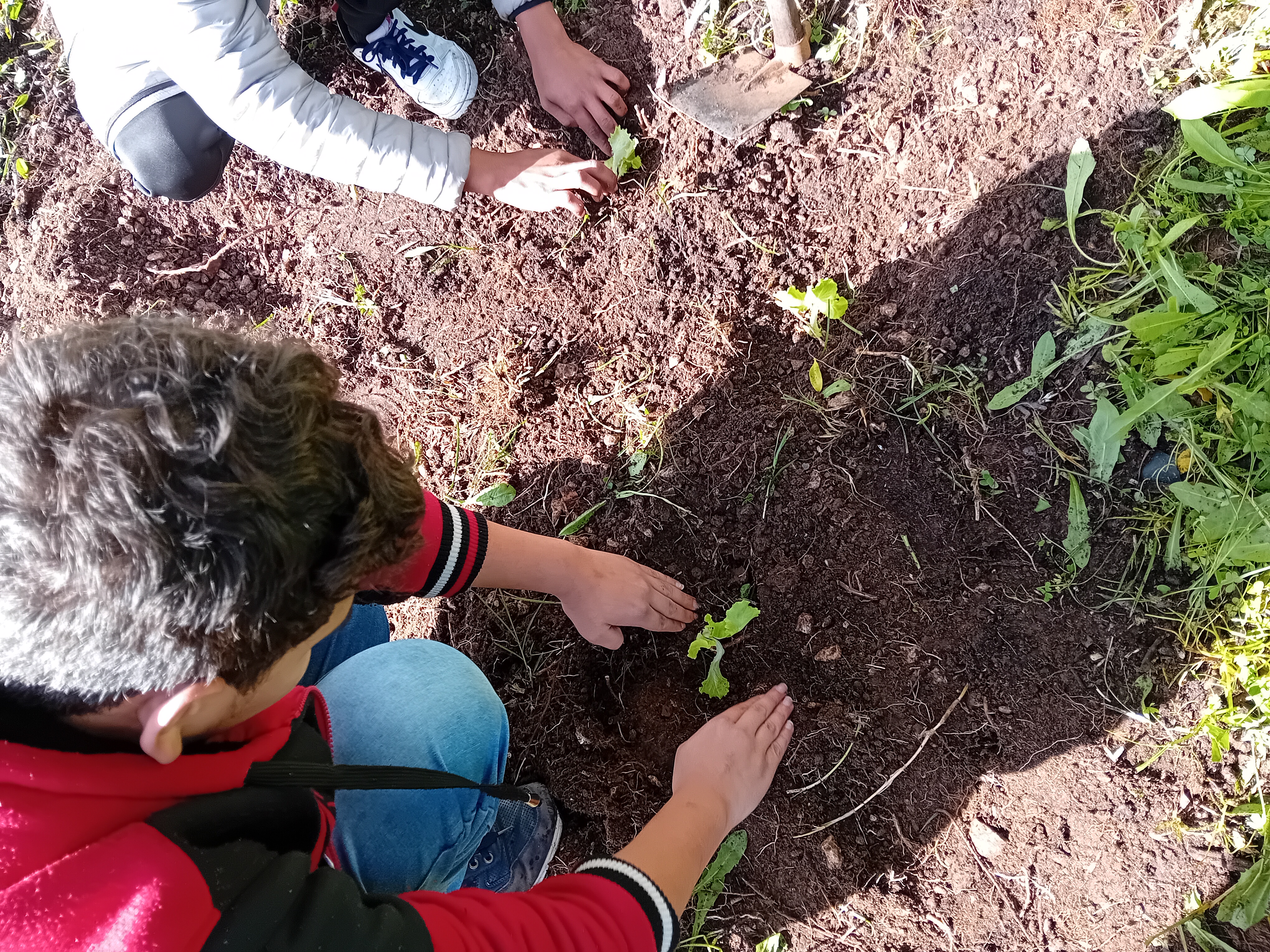 Foto 2 - Os alunos plantam alfaces numa pequena área, num terreno ainda algo desorganizado (pois aas alfaces foram oferecidas uns dias antes, e precisavam ser colocadas na terra).