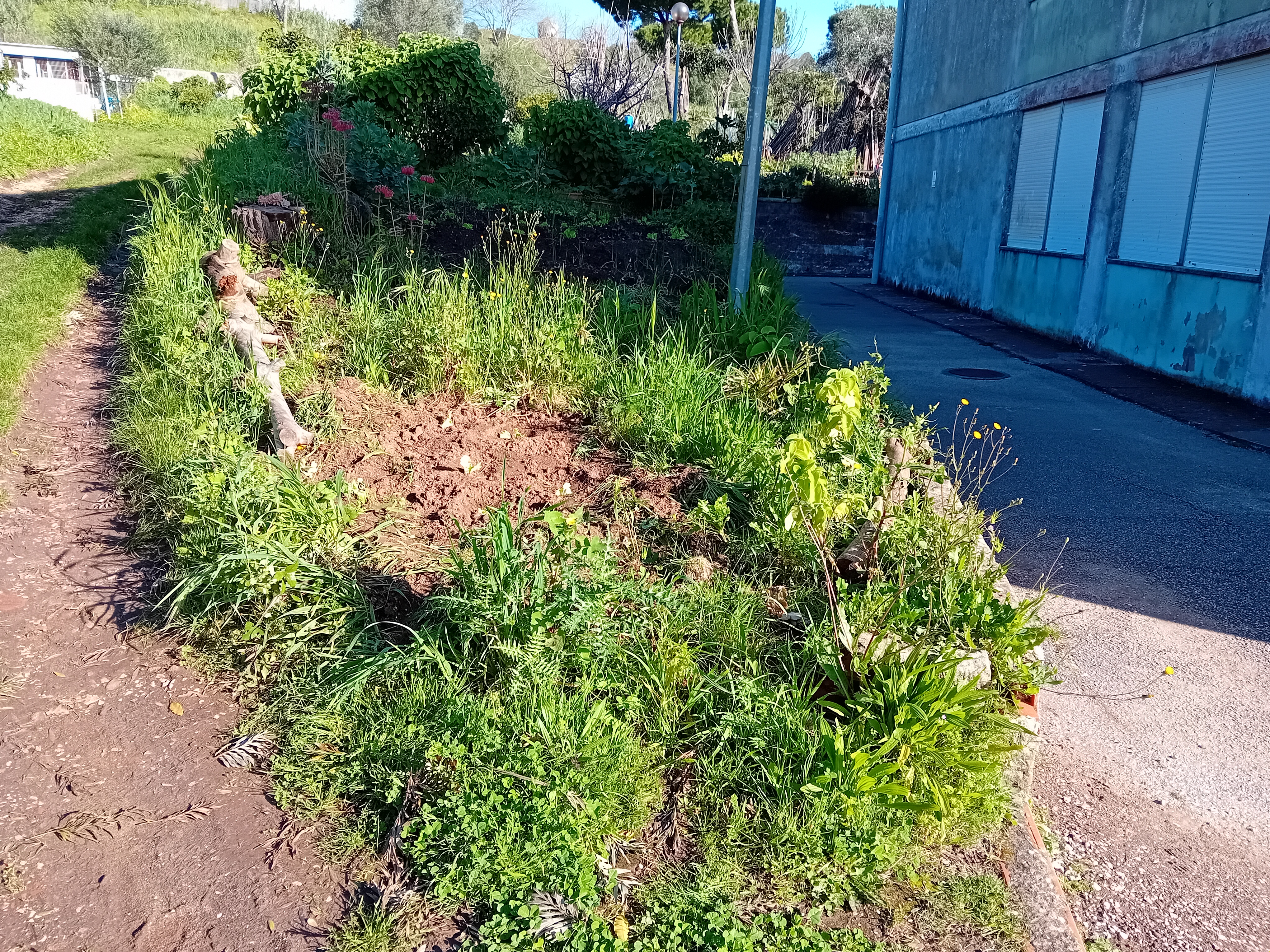 Foto 4 - vista geral da horta biológica, já com as alfaces plantadas (mas o terreno ainda algo desorganizado), em 27.2.2024.