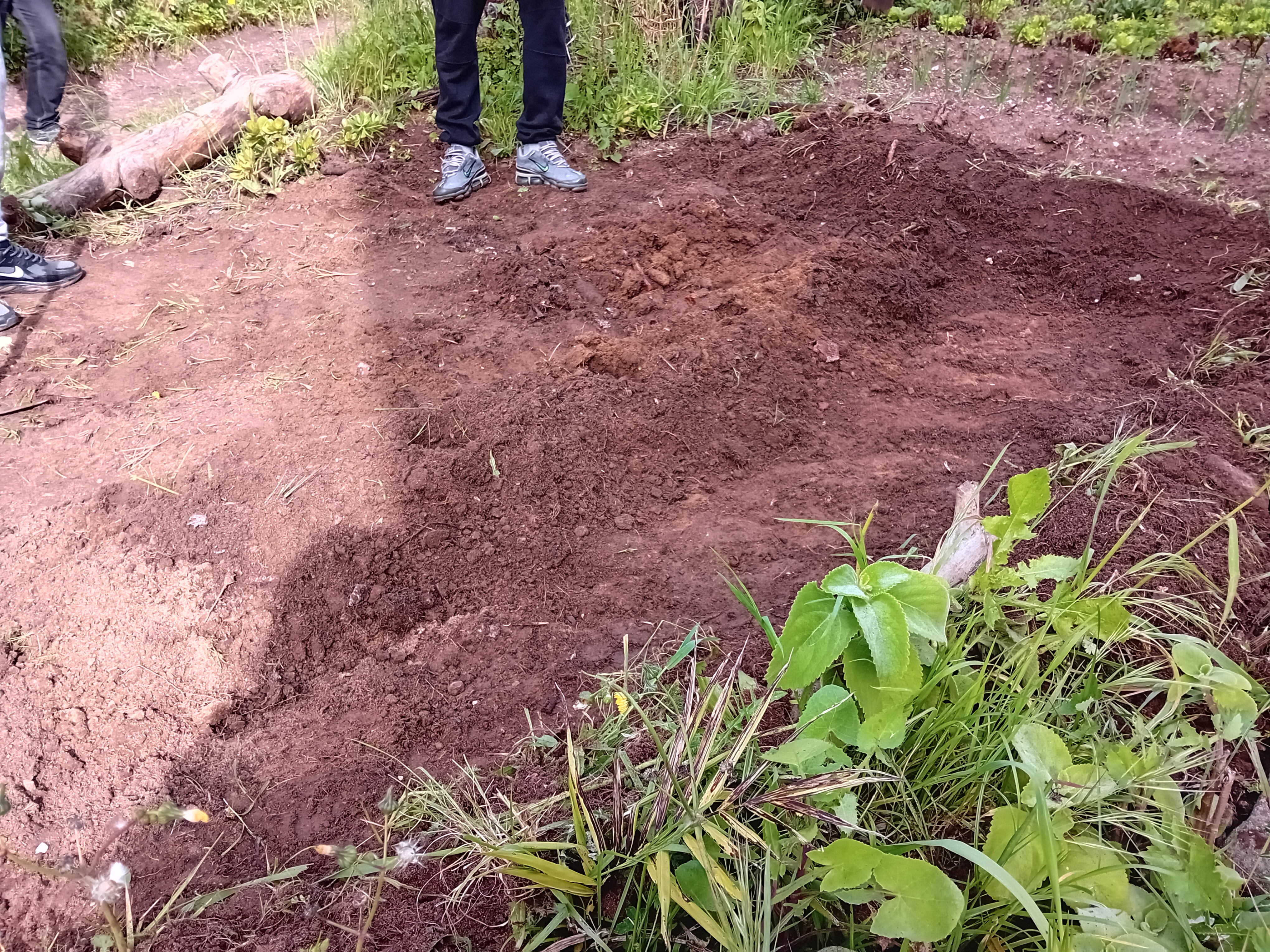 Foto 5-limpeza do terreno da horta biológica, para replantação das alfaces e melhor gestão do espaço, em 18 de Março