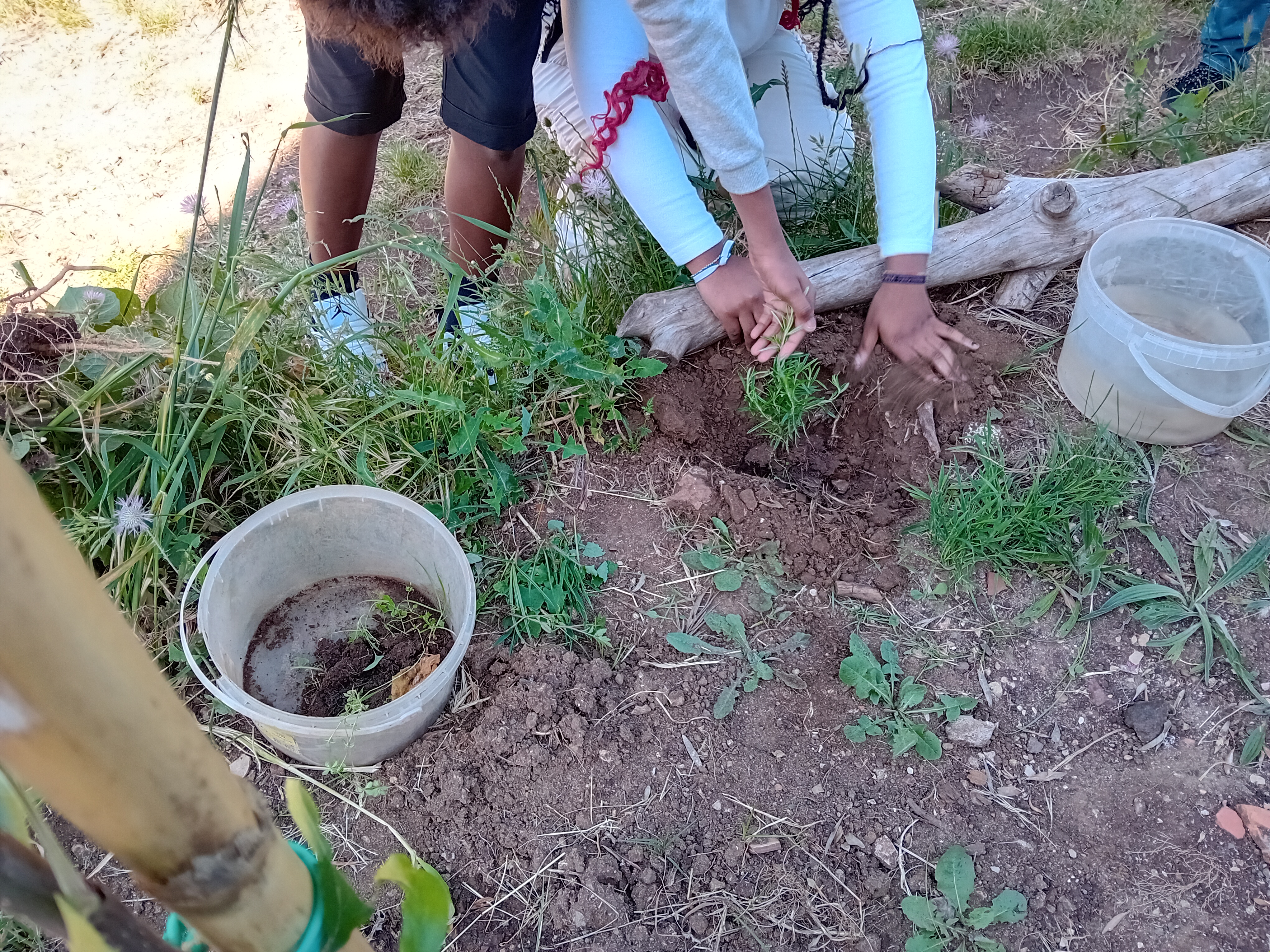 Foto 9-plantação de alecrim, oferecido por uma hortelã da Horta Comunitária da Falagueira, naquela manhã, de 29 de Abril