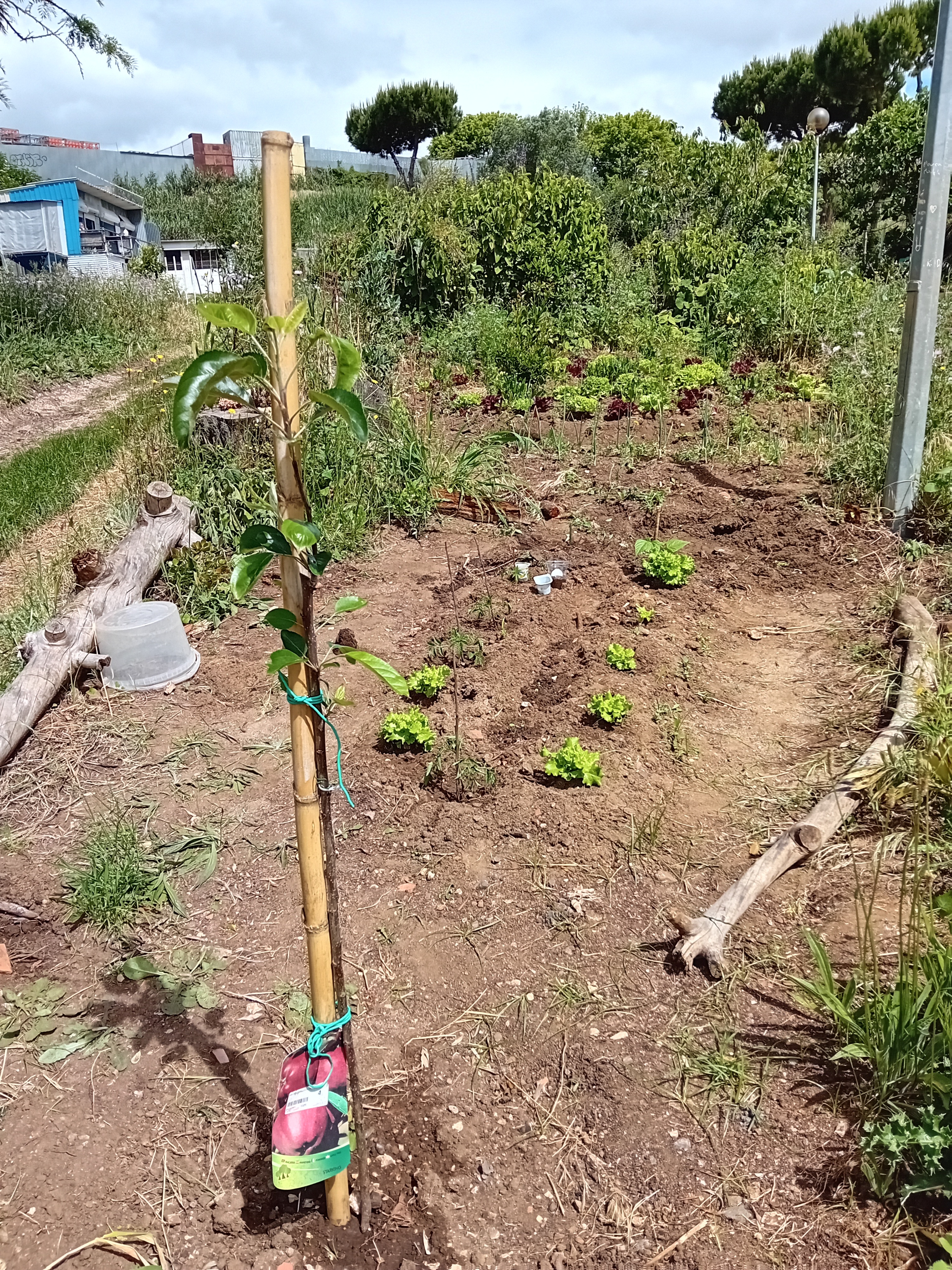 Foto 10-aspeto geral da horta biológica, após a plantação de tomate e germinação de feijão (ambos oferta de dois hortelãos da Horta Comunitária da Falagueira), em 2 de Maio