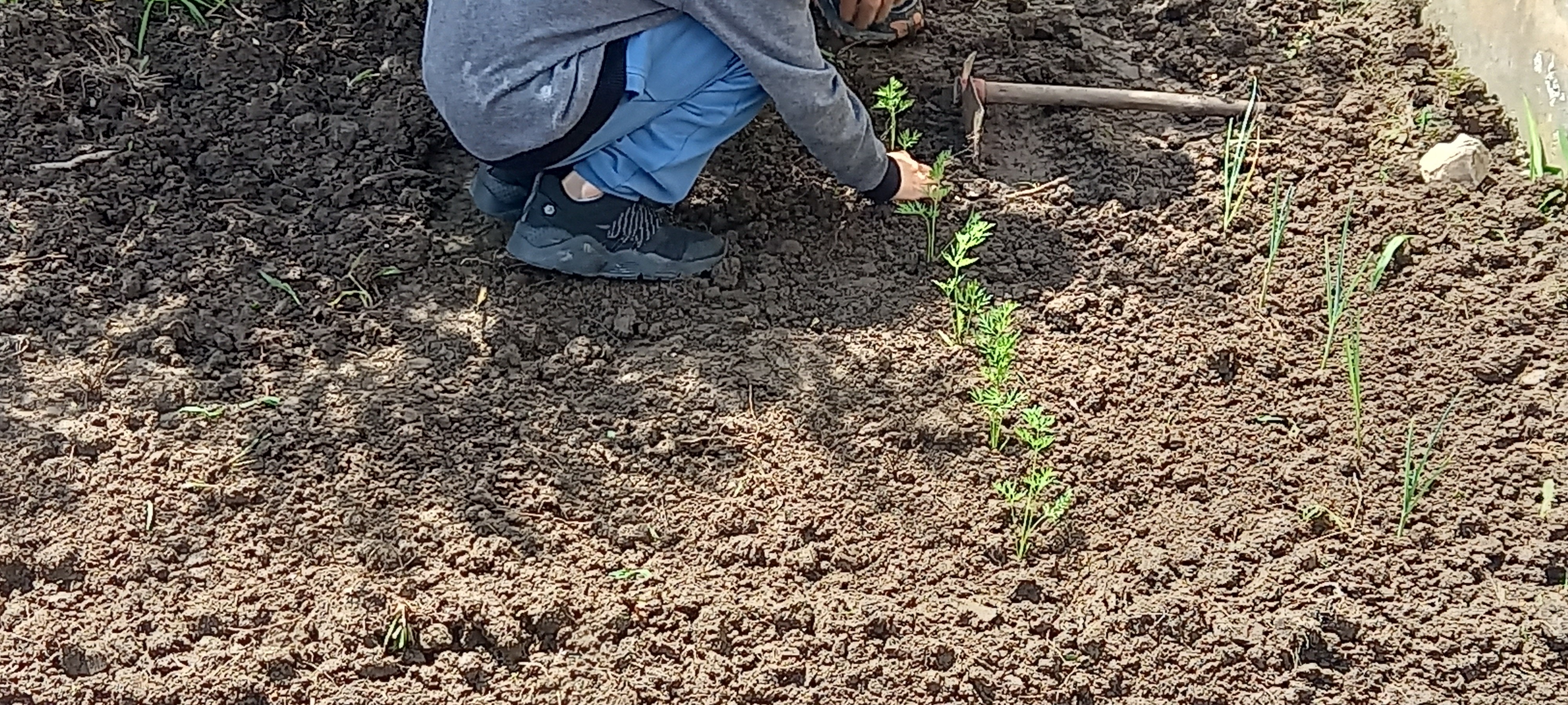 Plantação