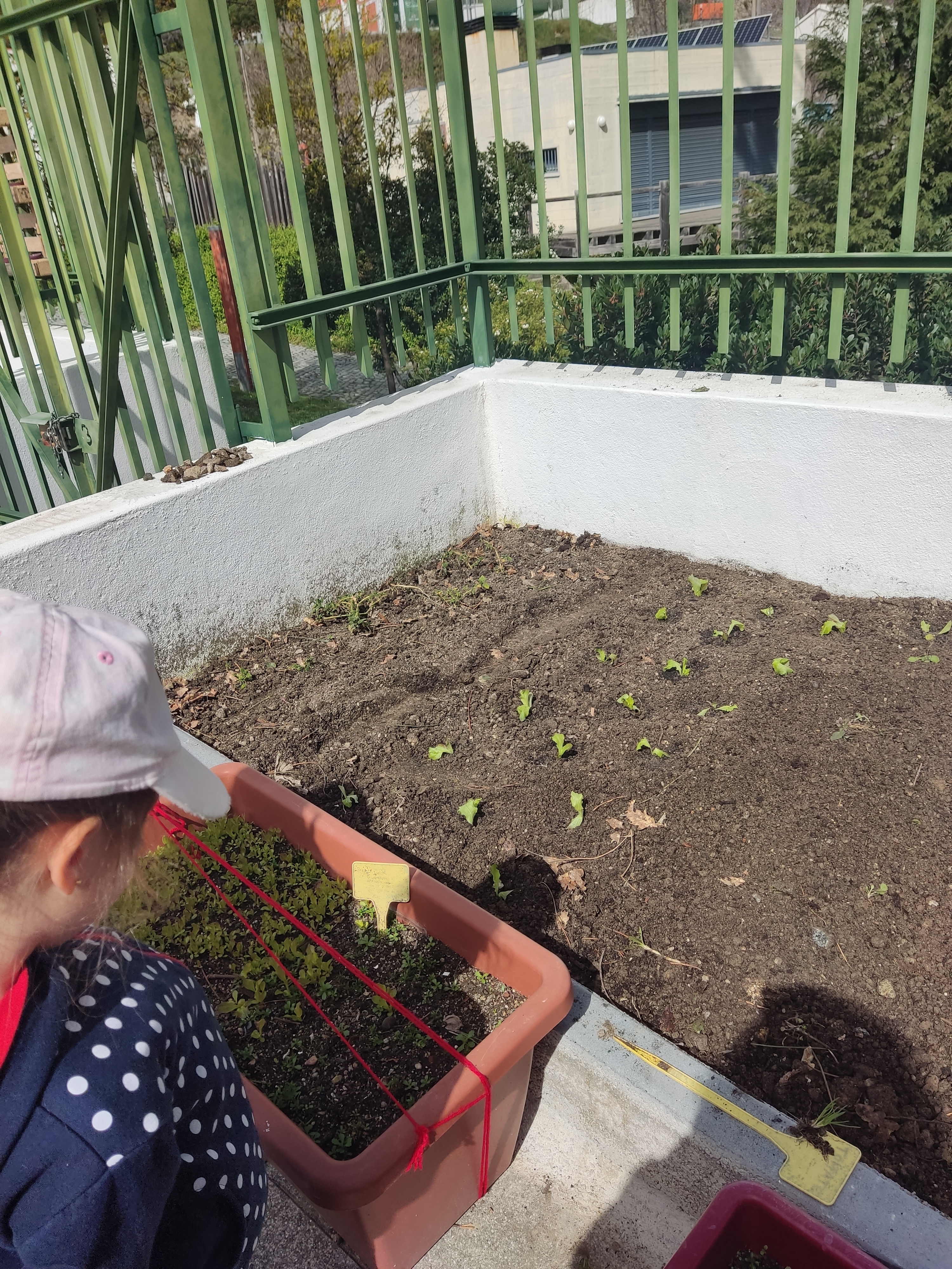 A nossa horta, apesar do mau tempo, está a ficar composta!