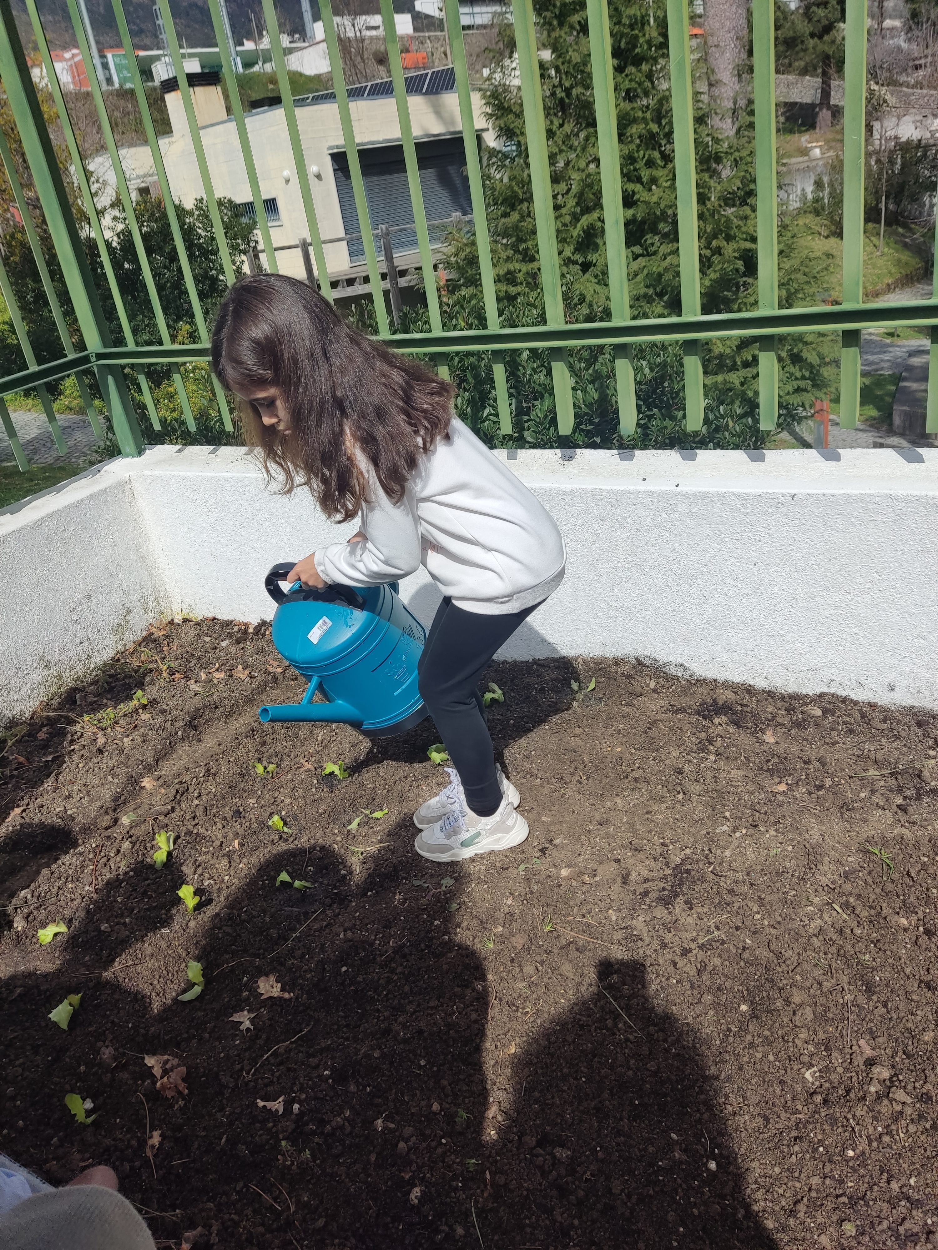 Regamos as plantas (espinafres e alfaces)