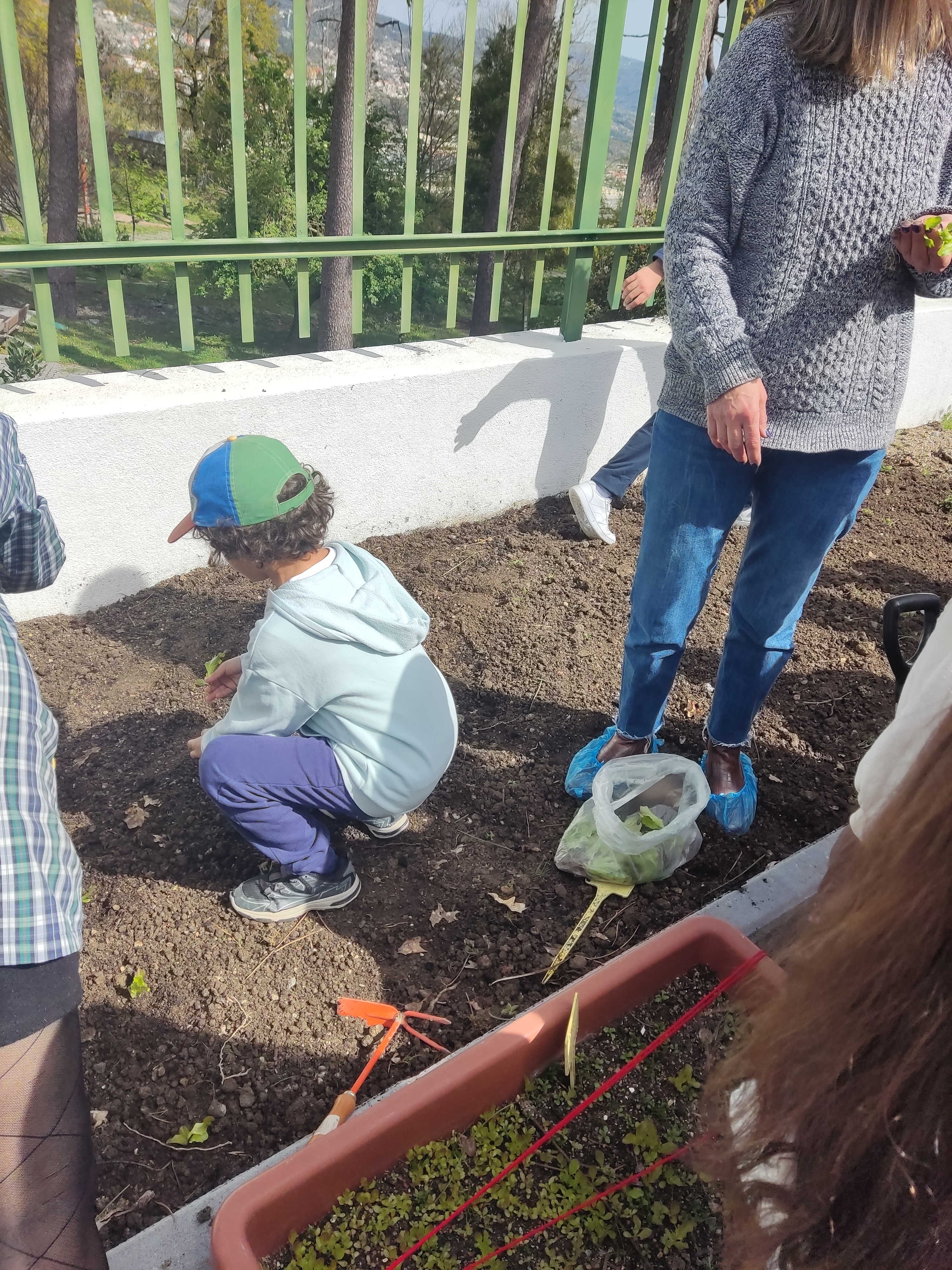 Plantação das alfaces (transplantámos as alfaces para a horta)