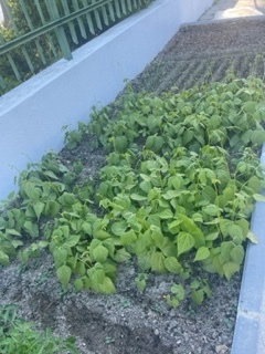 Apesar do frio, a horta está a crescer. Temos alguns tomateiros já com flor, o alho francês a crescer bem como o cebolo, os espinafres, os pepinos e o feijão. Estamos à espera que nasçam as cenouras.