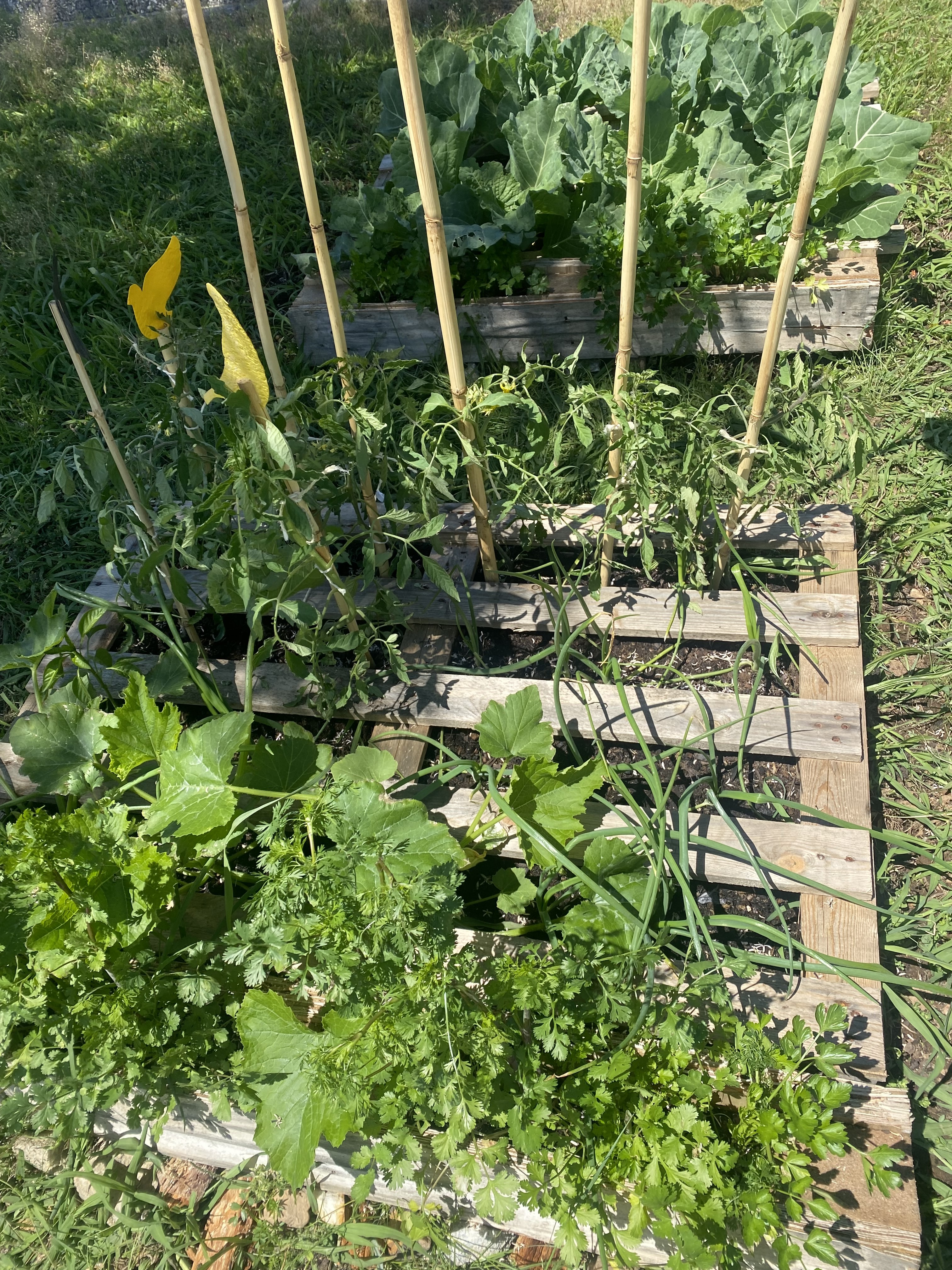 As nossas courgetes , os pimentos  e os tomateiros prontos para serem apanhados.