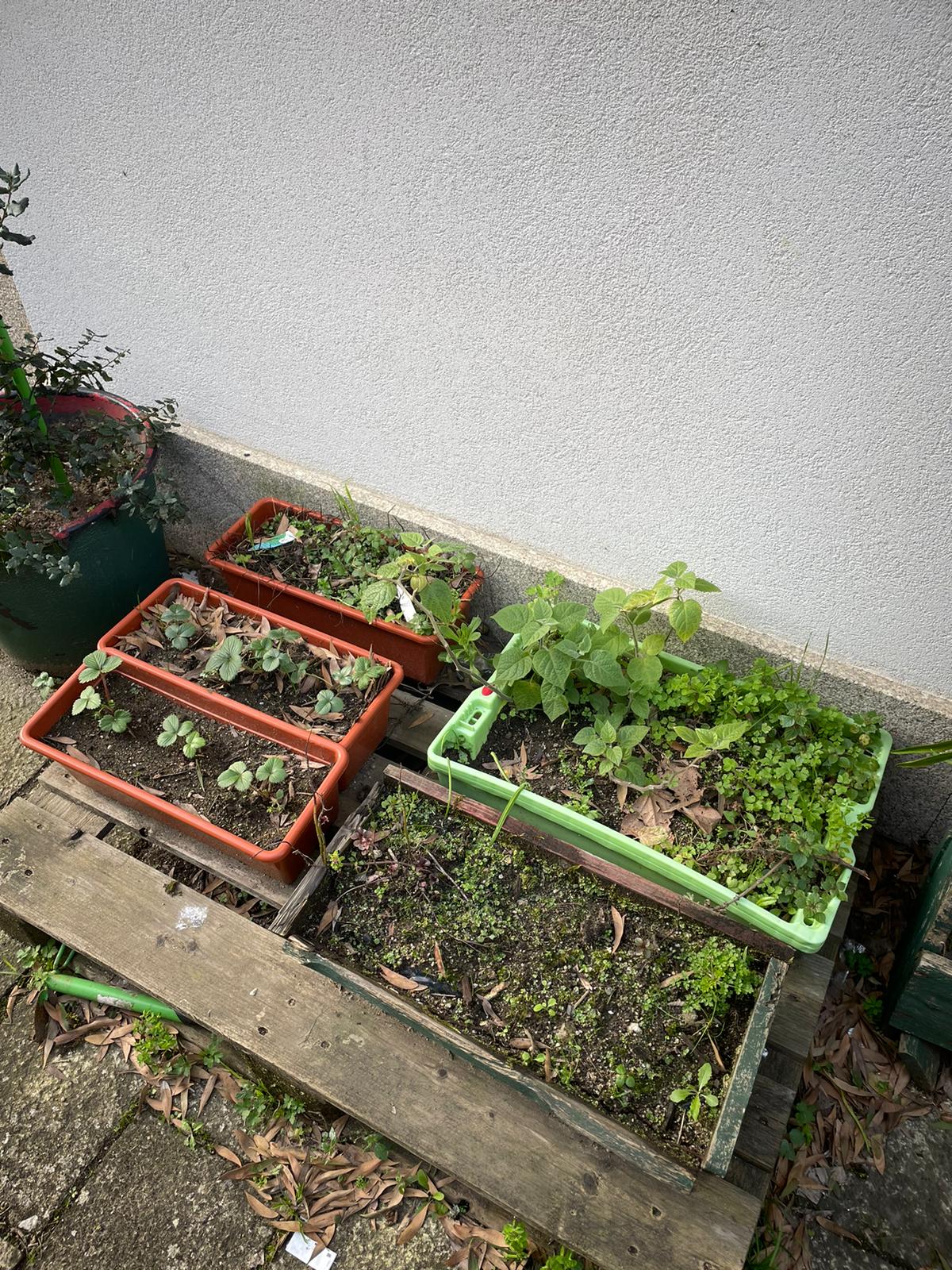 A horta da escola depois da limpeza, das plantações de morangueiros e da inventariação das espécies existentes.