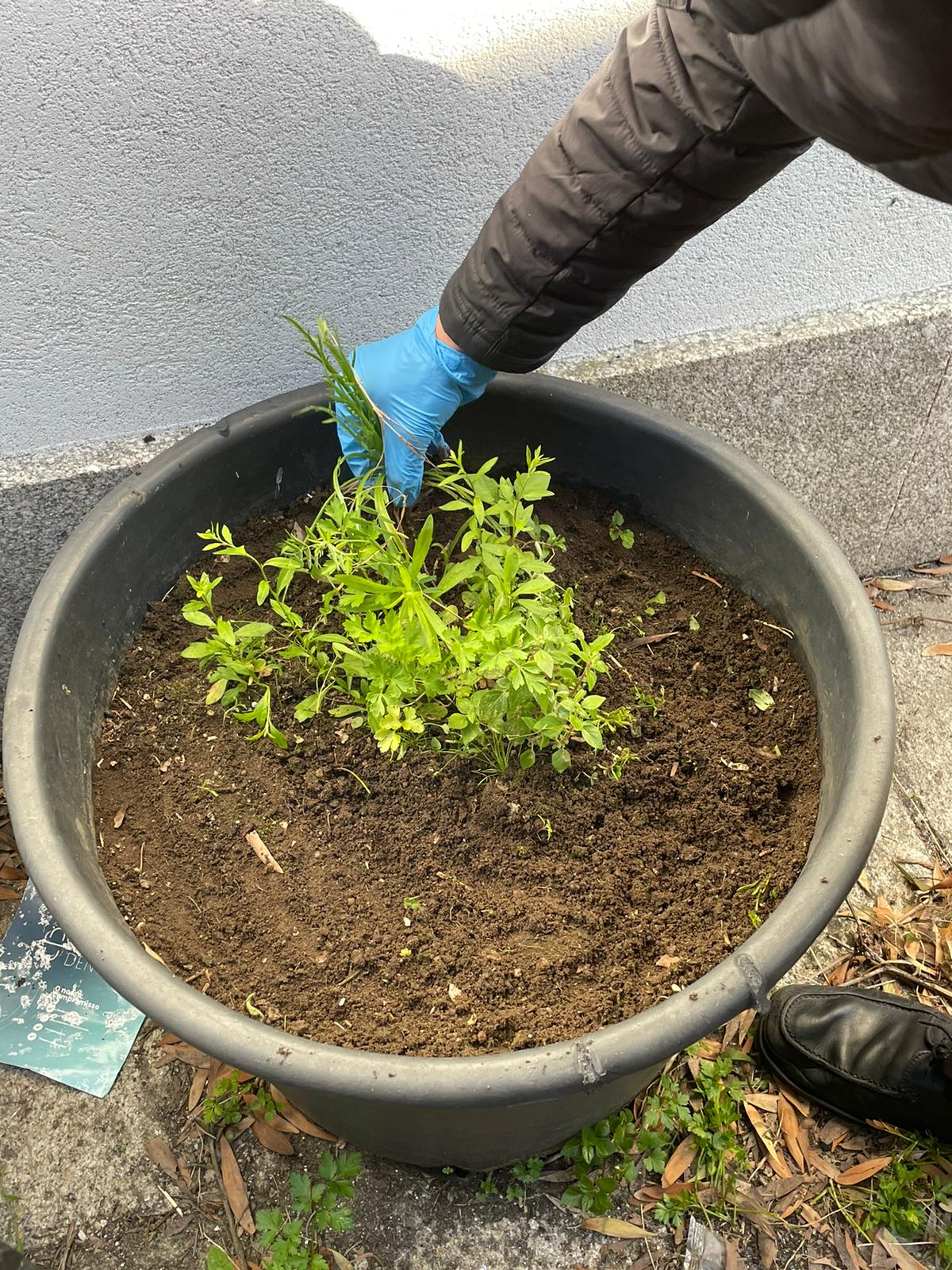 Limpeza do vaso onde está a Salsa, durante a aula de Área de Integração.