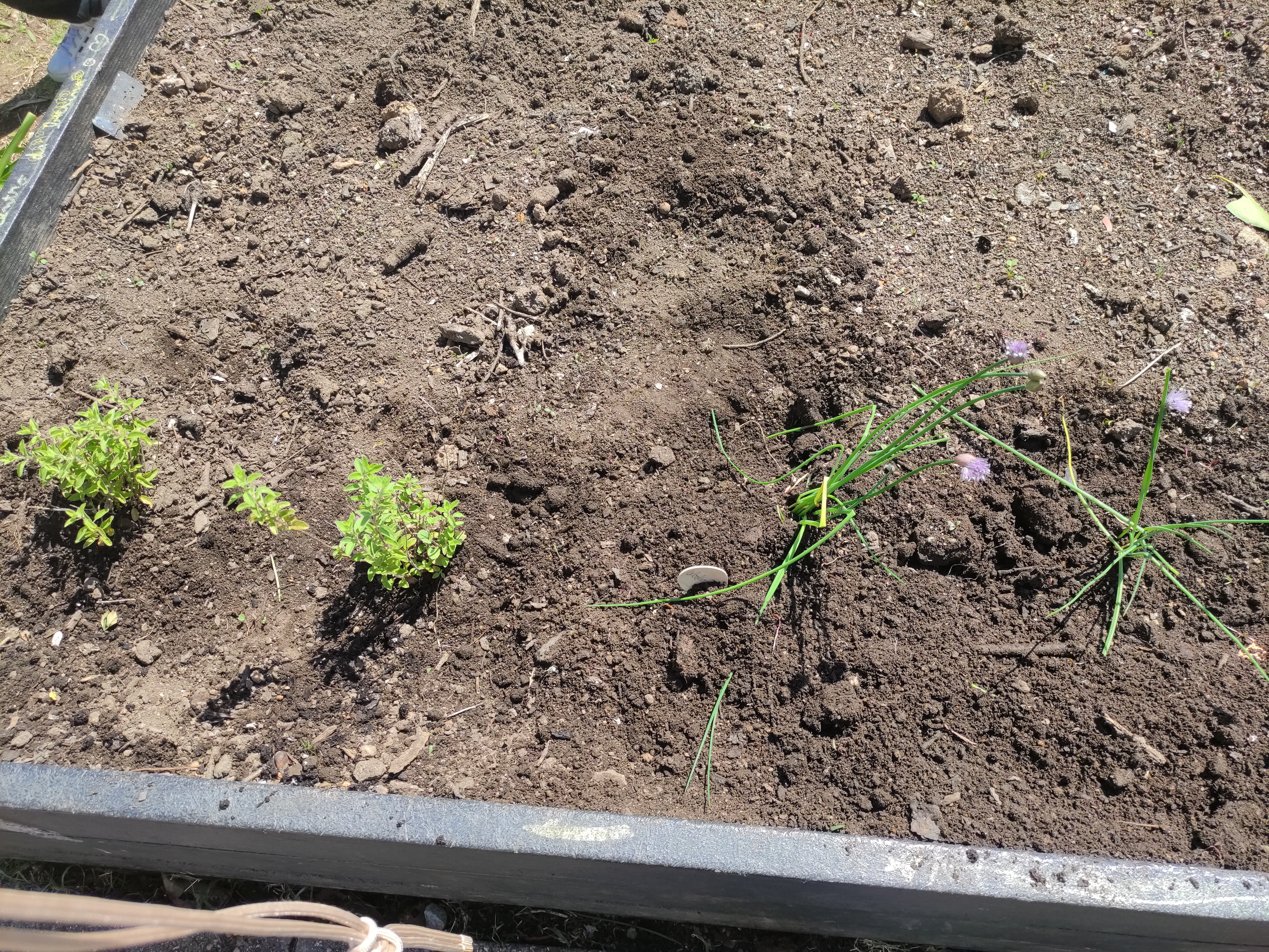 10abril - Dia da plantação - orégãos e cebolinho
