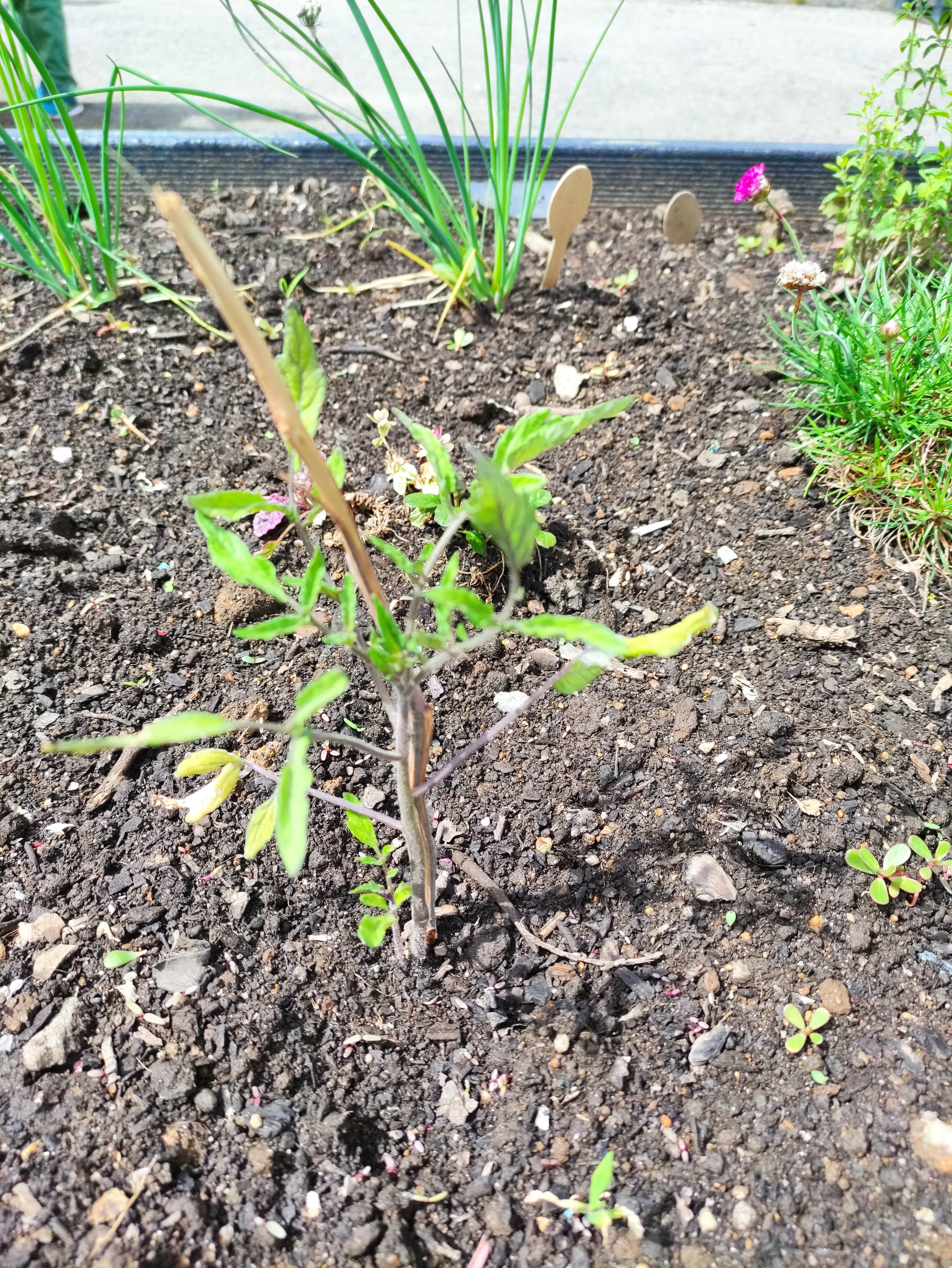 15maio-Tomate cereja -plantado no fim de abril