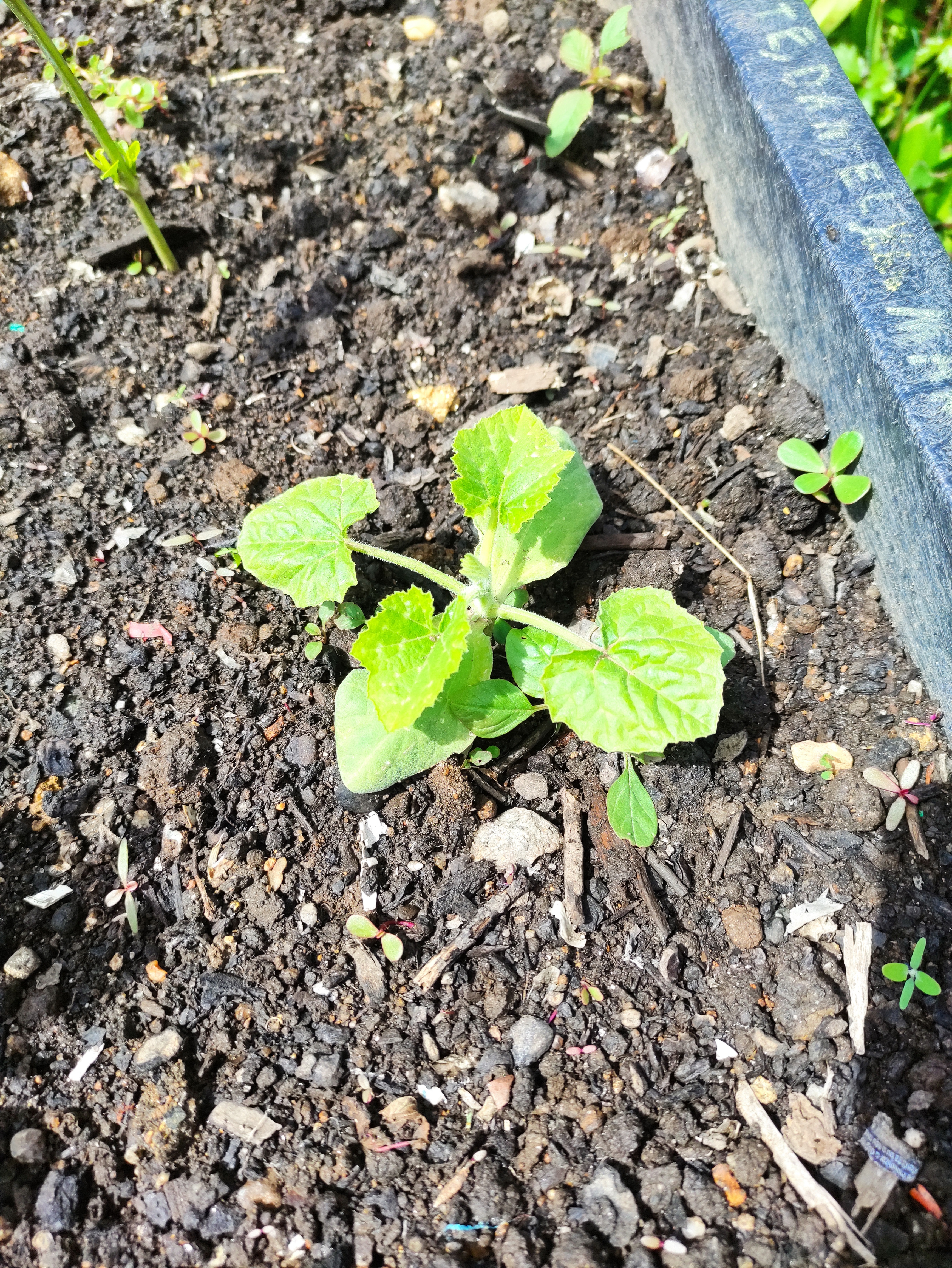 15maio - Abóbora plantada no fim de abril
