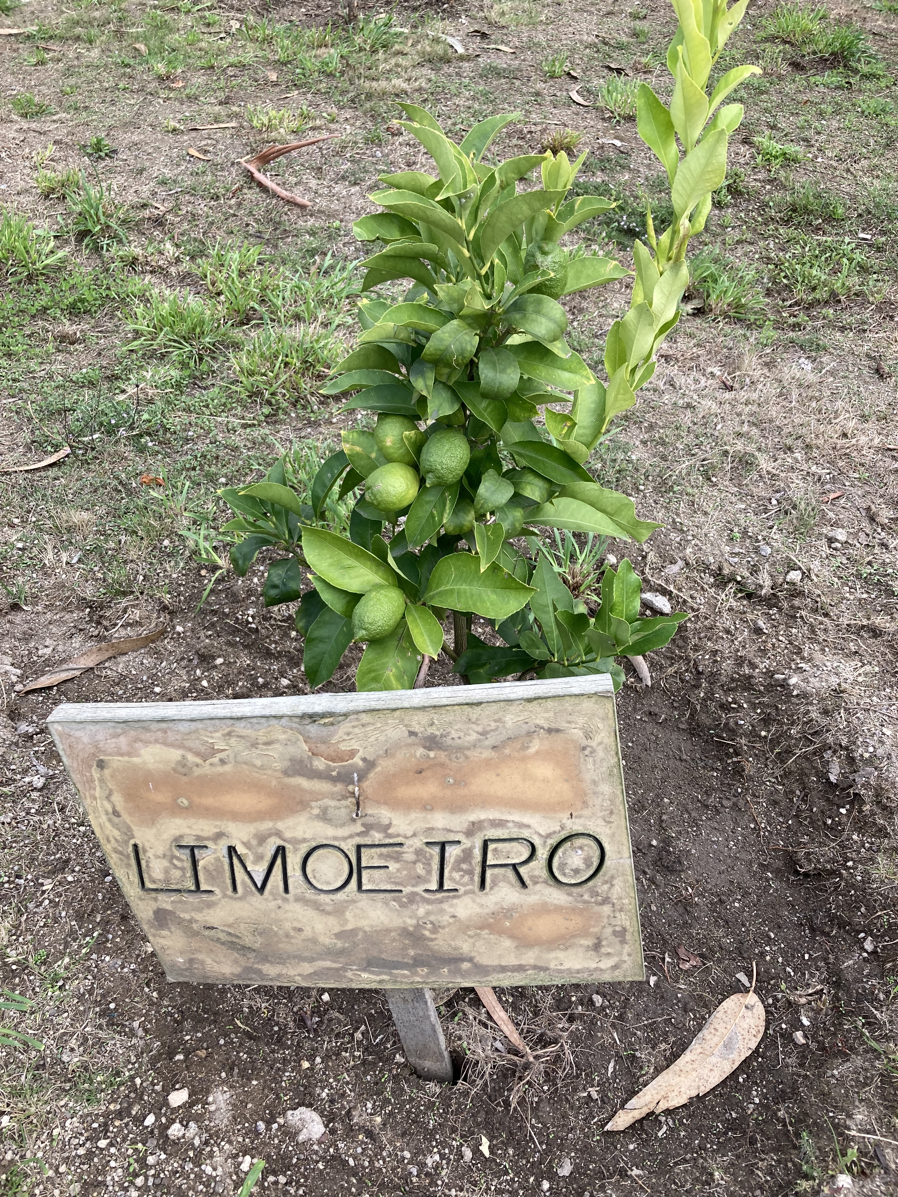 Com a chegada da Primavera o limoeira encheu-se de frutos.