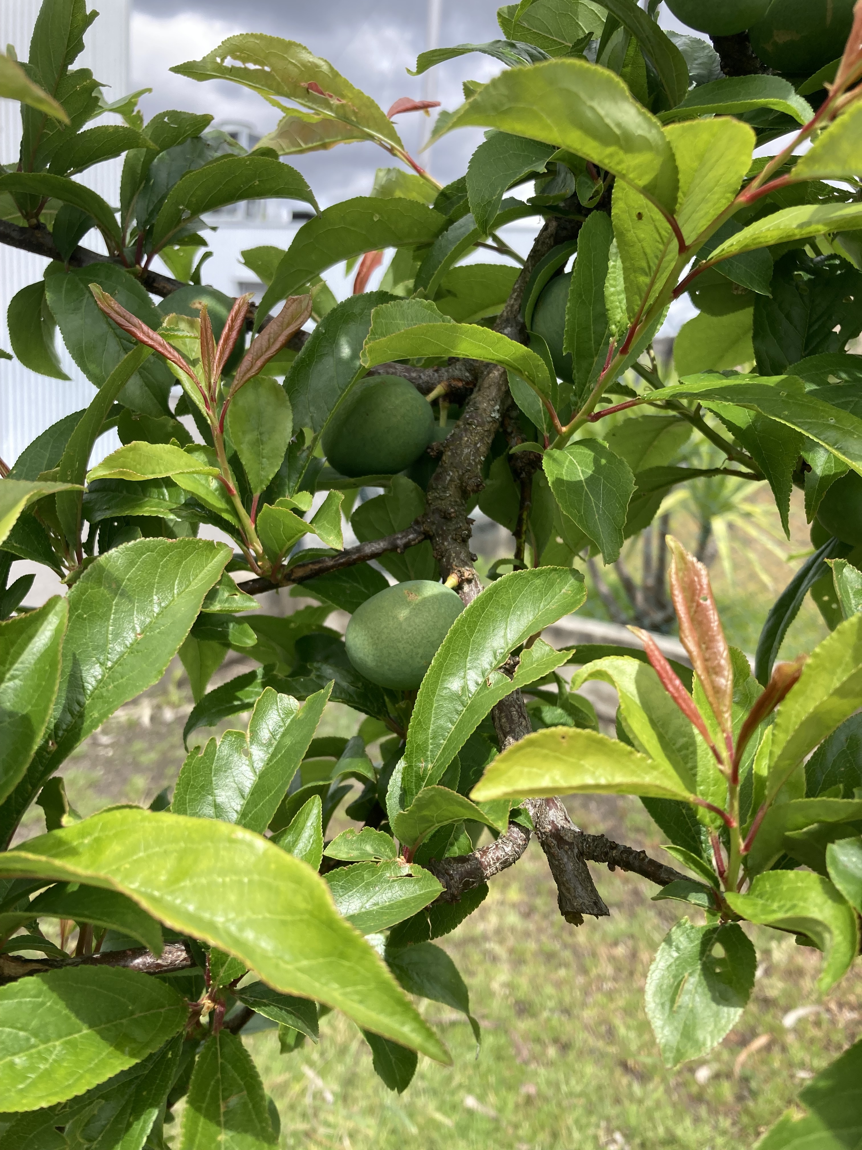 A ameixieira, uma das 19 árvores existentes no pomar plena de excelentes frutos.
