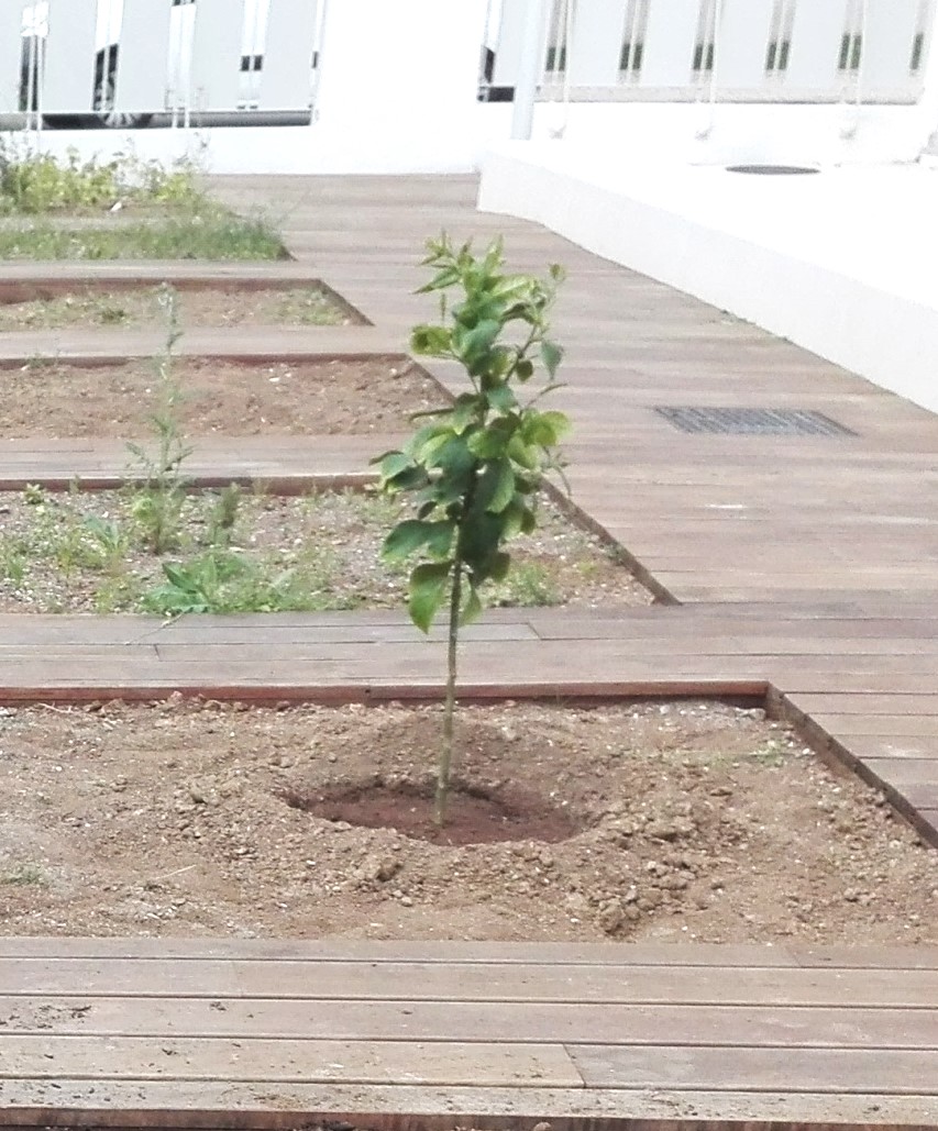 O limoeiro que plantámos na nossa horta.