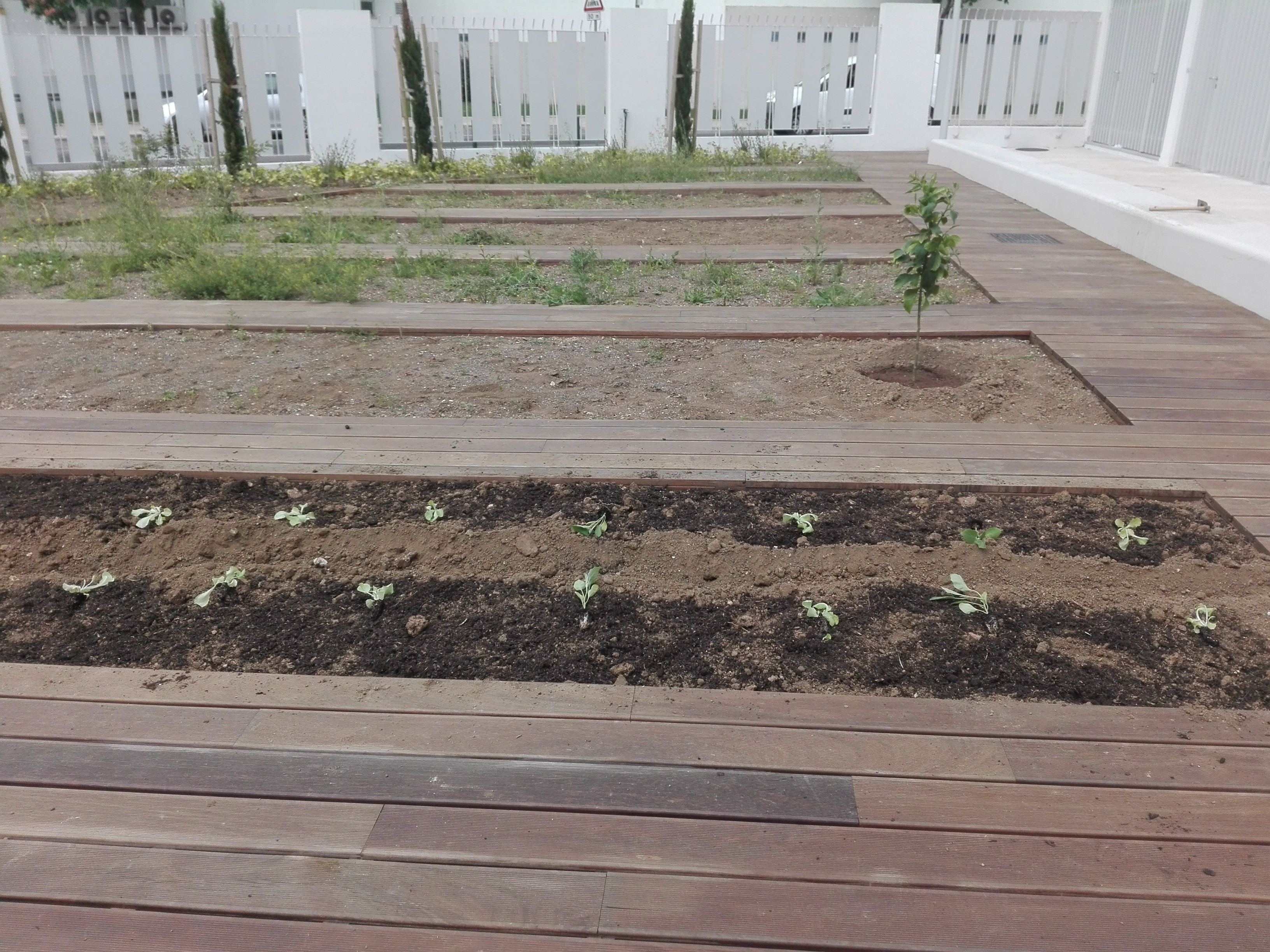 A Primavera chegou e as plantas estão a crescer muito bem na nossa horta. 
Plantámos um limoeiro no dia 20 de março.