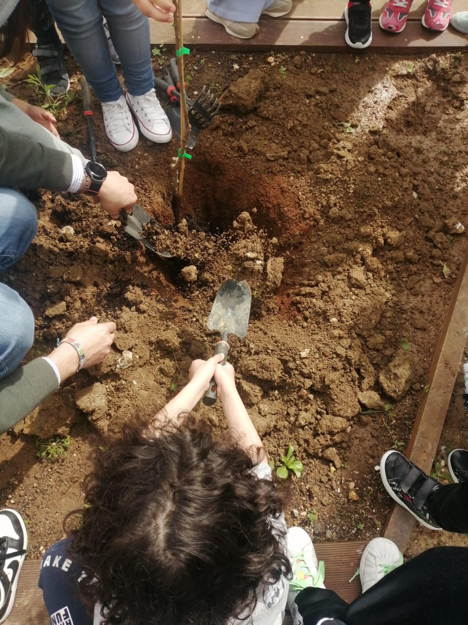 No dia 22 de maio, dia Internacional da Biodiversidade, plantámos uma ameixoeira.