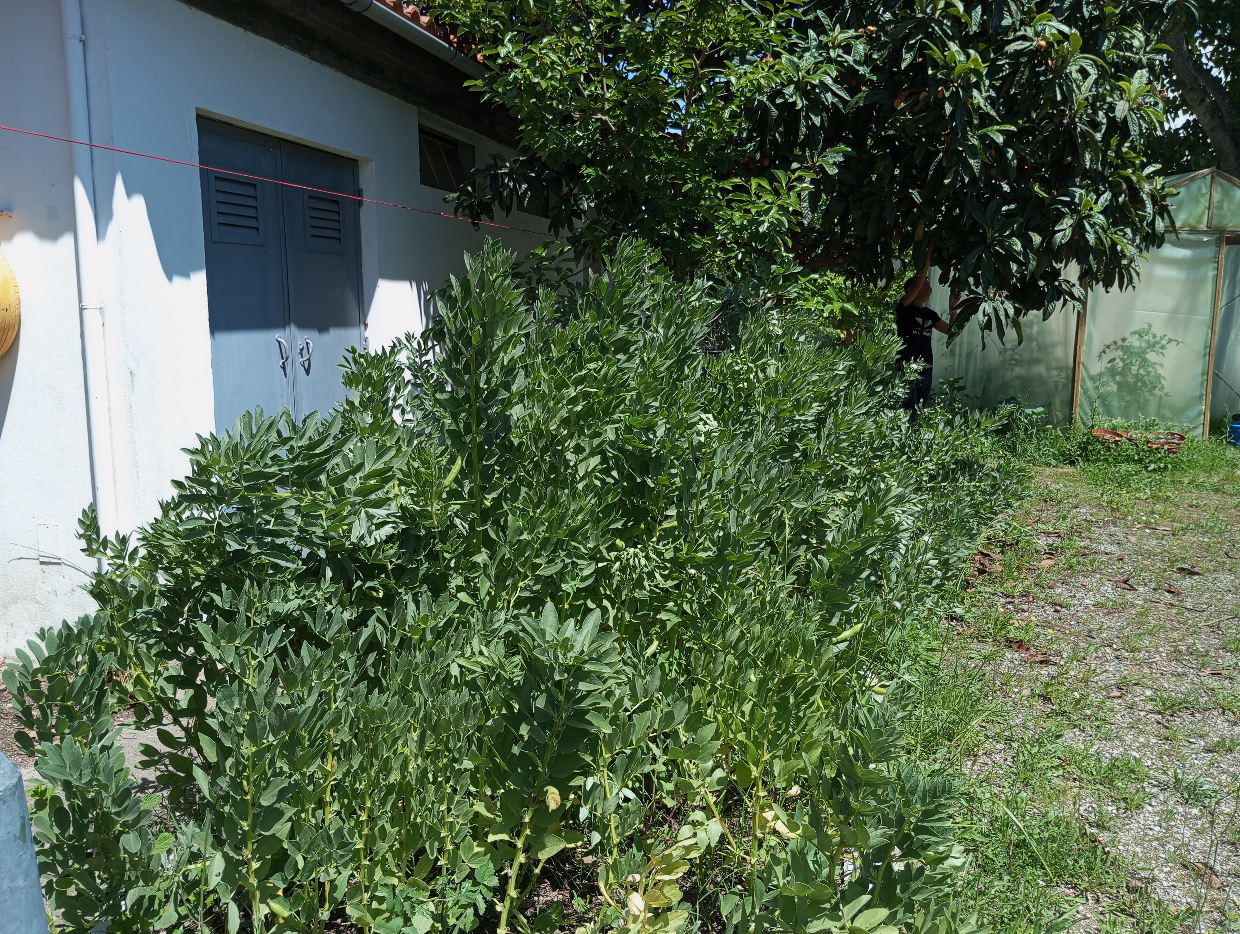 Faval, período colheita