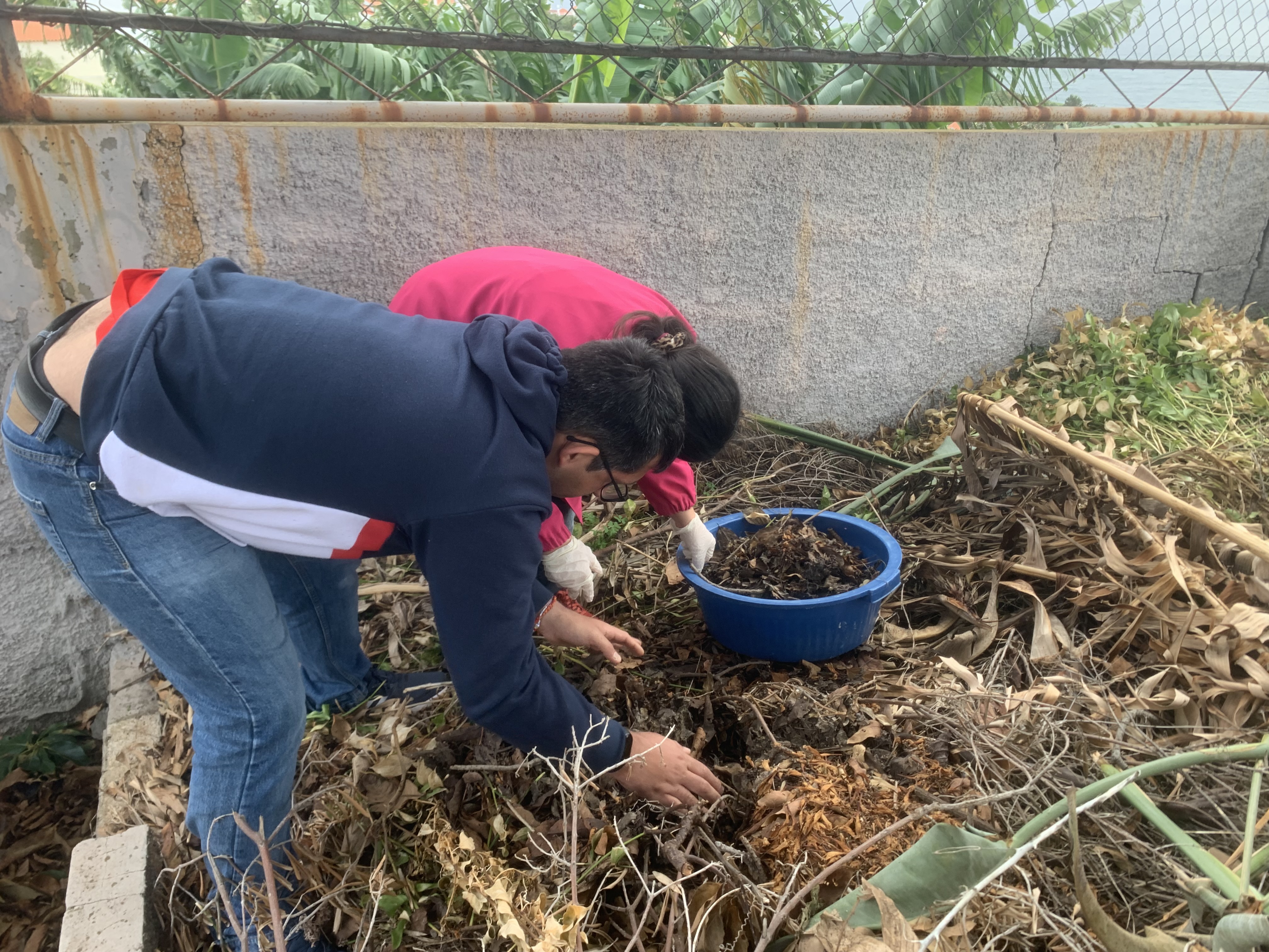 Composto natural
Seleção das folhas apodrecidas para fertilizar/adubar a terra que posteriormente será cultivada.