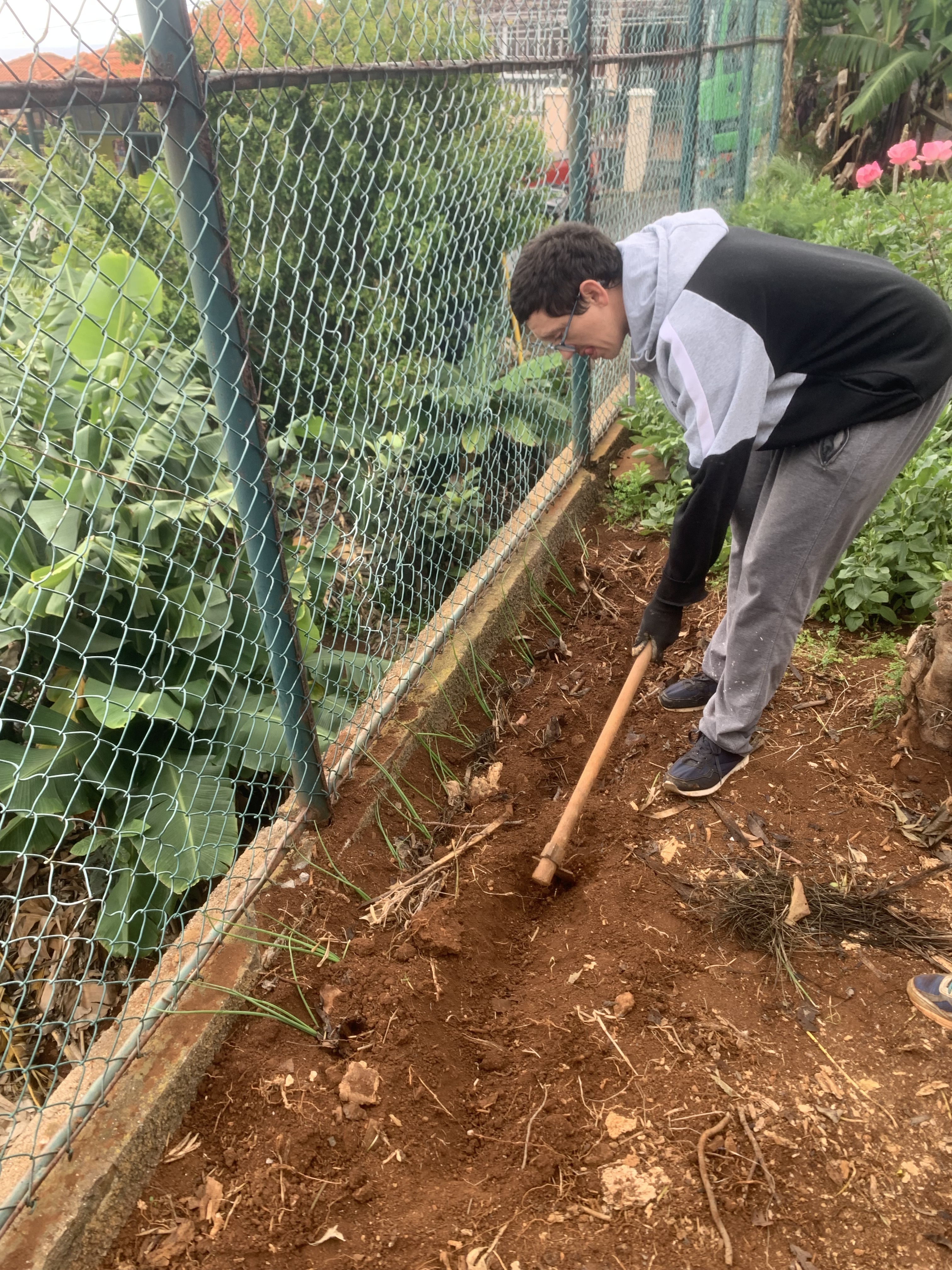 Cavar/abertura de regos
Preparação da terra, esta é cavada e preparada (abertura de rego) para procedermos à plantação dos vários produtos hortícolas.
