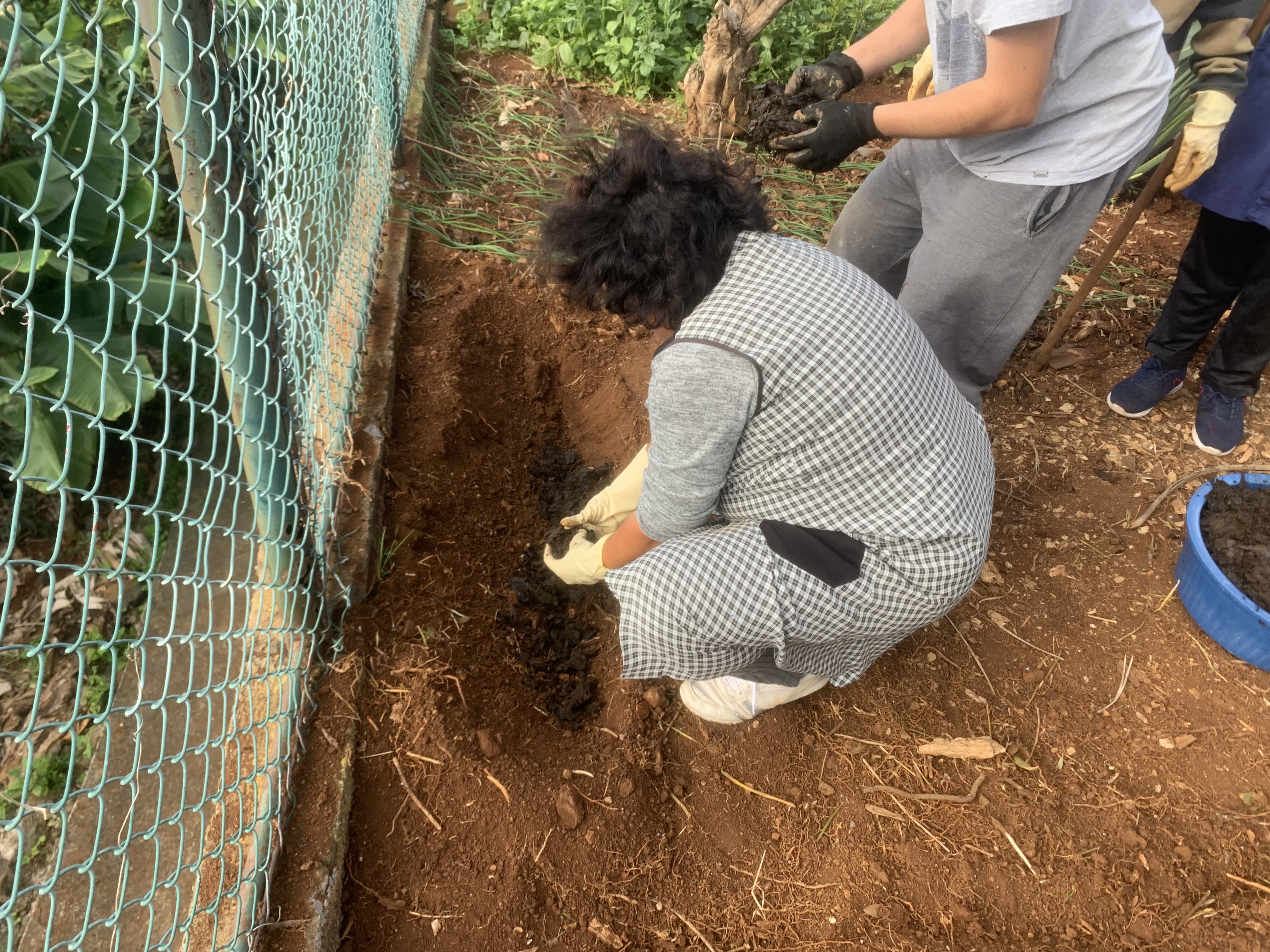 Adubar a terra 
Após a abertura dos regos, procedeu-se à fertilização da terra com recurso à folhagem apodrecida e à bosta de cavalo.