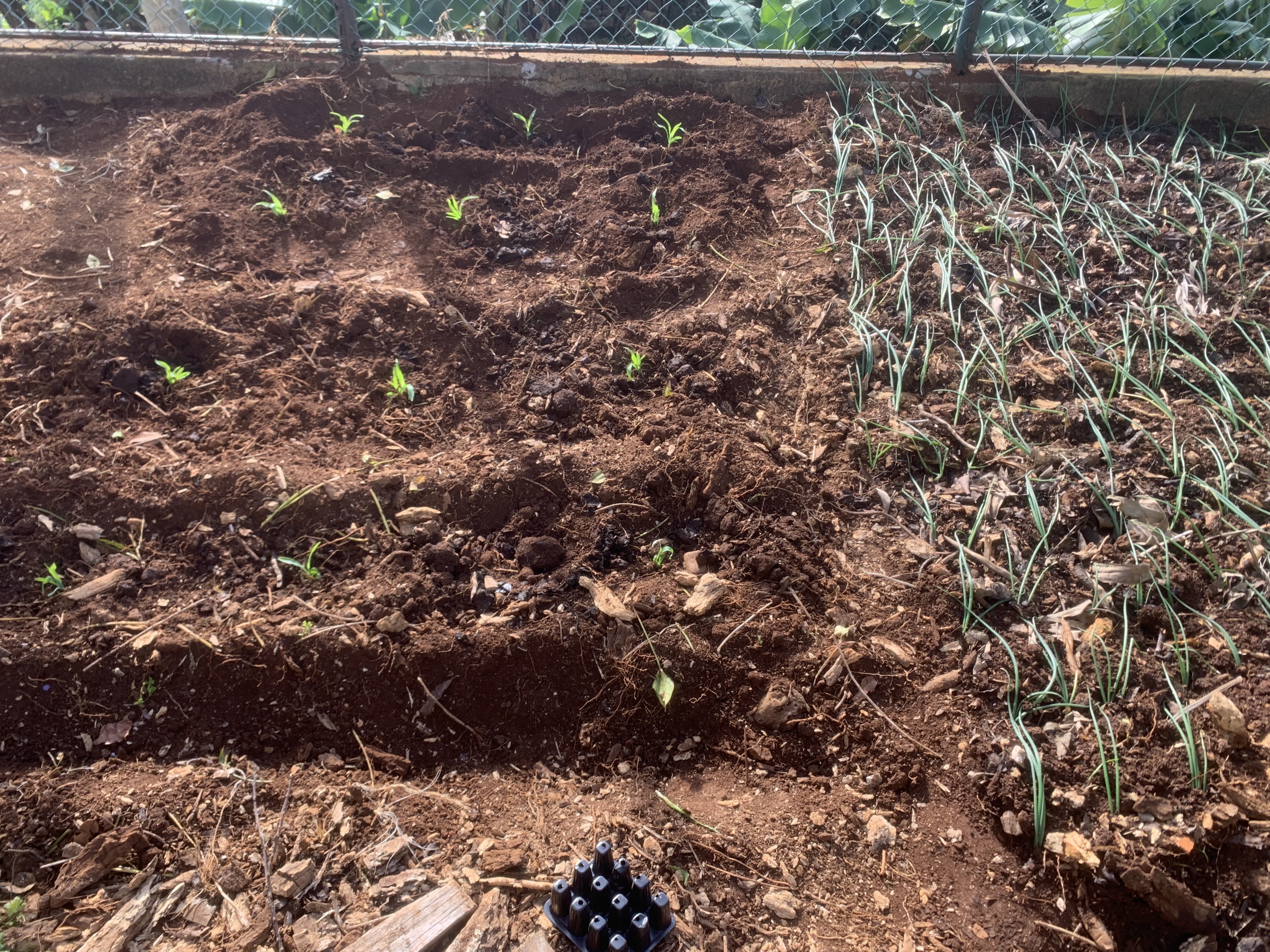 Horta cultivada
Cultivo de diversos produtos hortícolas na horta do CACI, a título de exemplo, cultivamos feijão, milho doce, cebolinho, beterraba, couves, alfaces, favas, pimentas, alho francês, pimpinela, rúcula ...