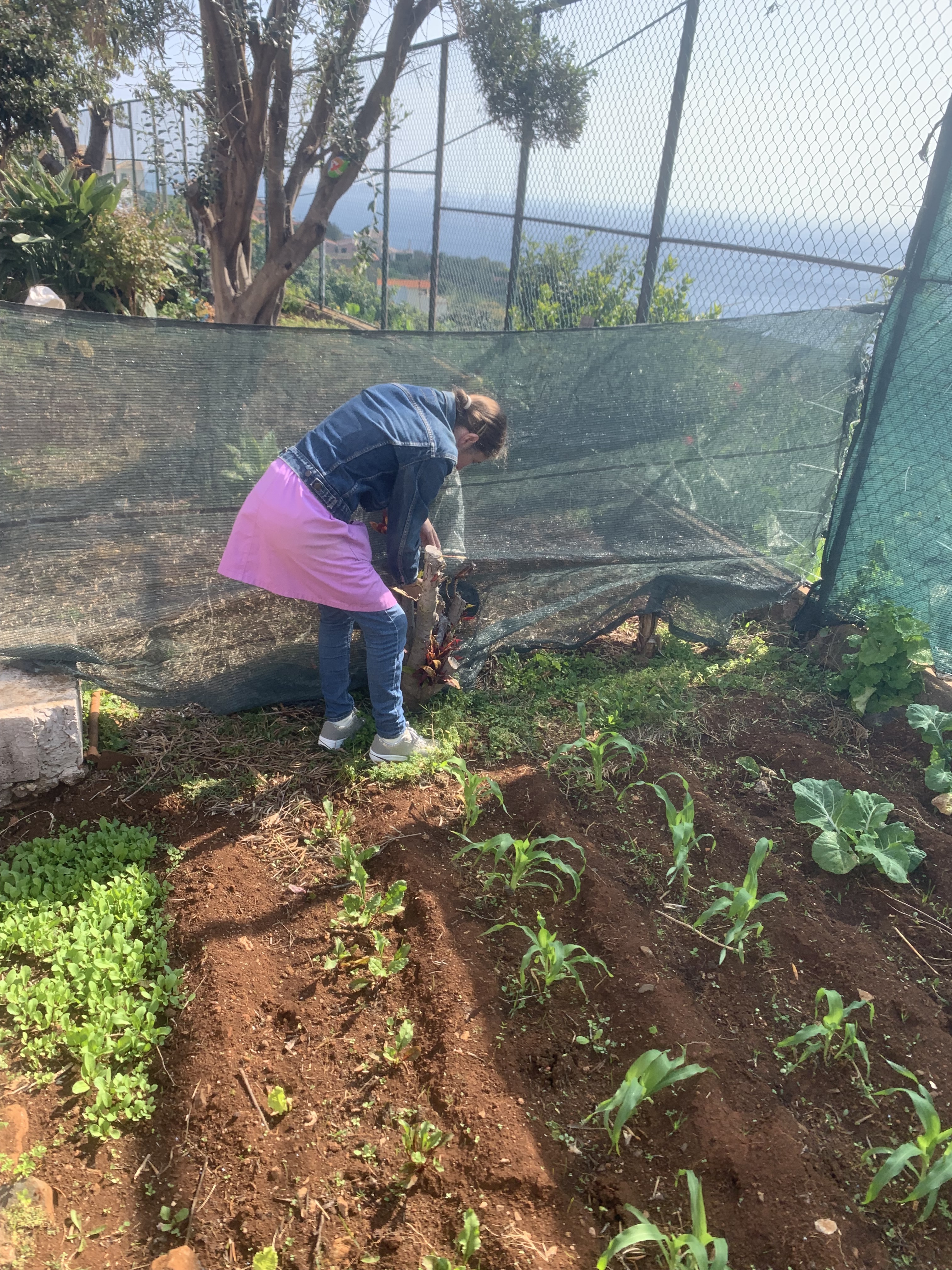 Colocação de rede de proteção para proteger as plantas do vento, proporcionando assim o seu crescimento.