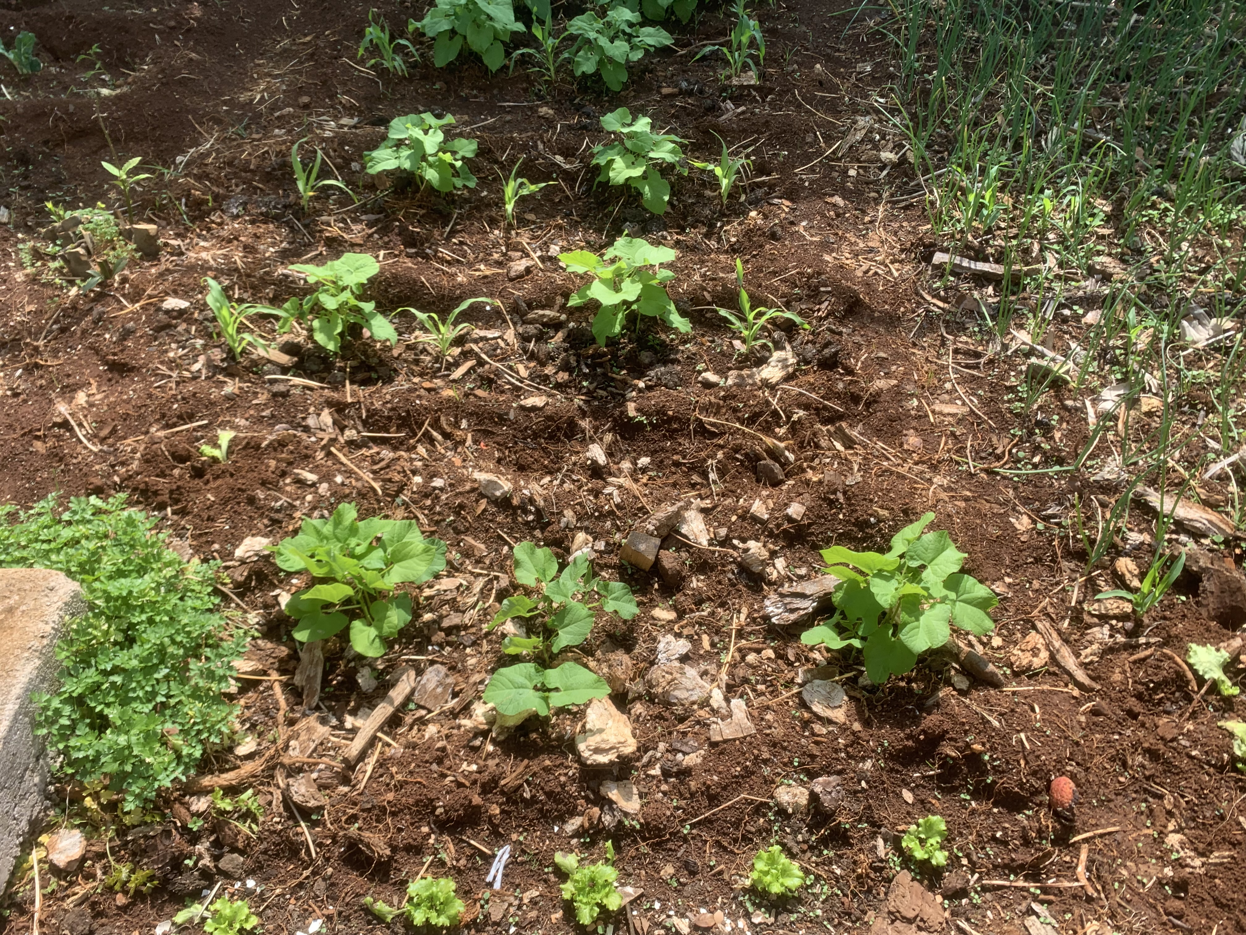 Crescimento/desenvolvimento de alguns dos produtos hortícolas que estão plantados na nossa horta, como feijão, milho, alface e cebolinho.