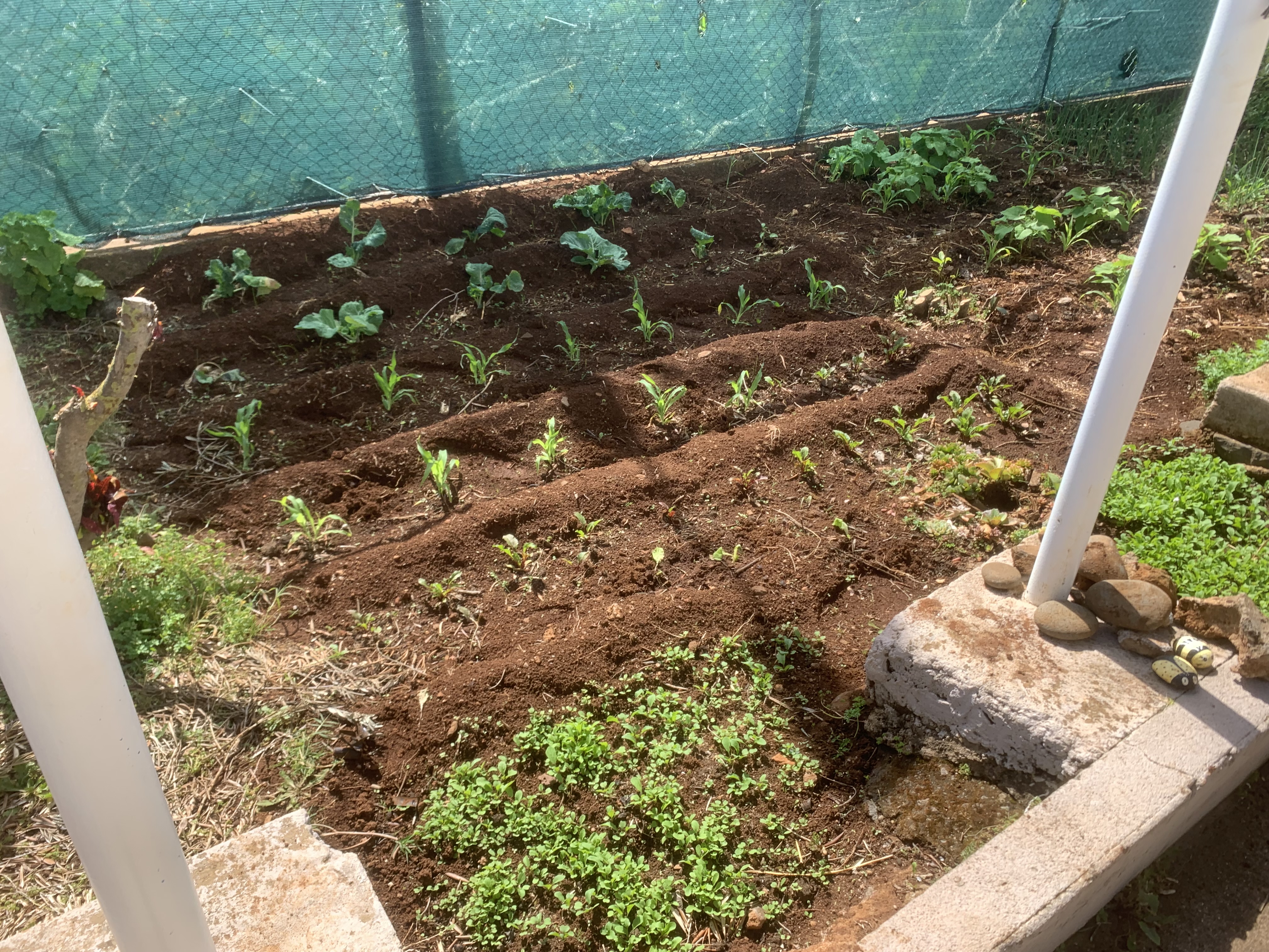 Crescimento/desenvolvimento de mais alguns dos produtos hortícolas que estão plantados na nossa horta, como beterraba, couves e rúcula.