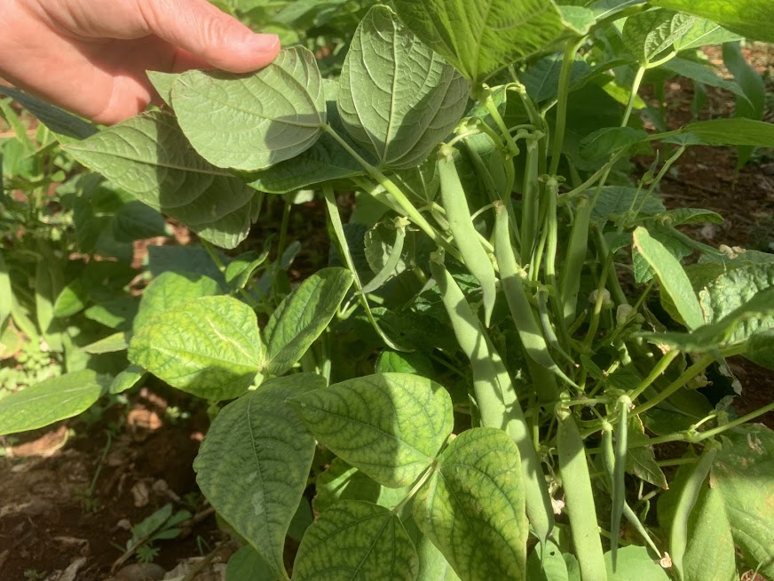 Crescimento dos produtos hortícolas, mais precisamente o feijão.
