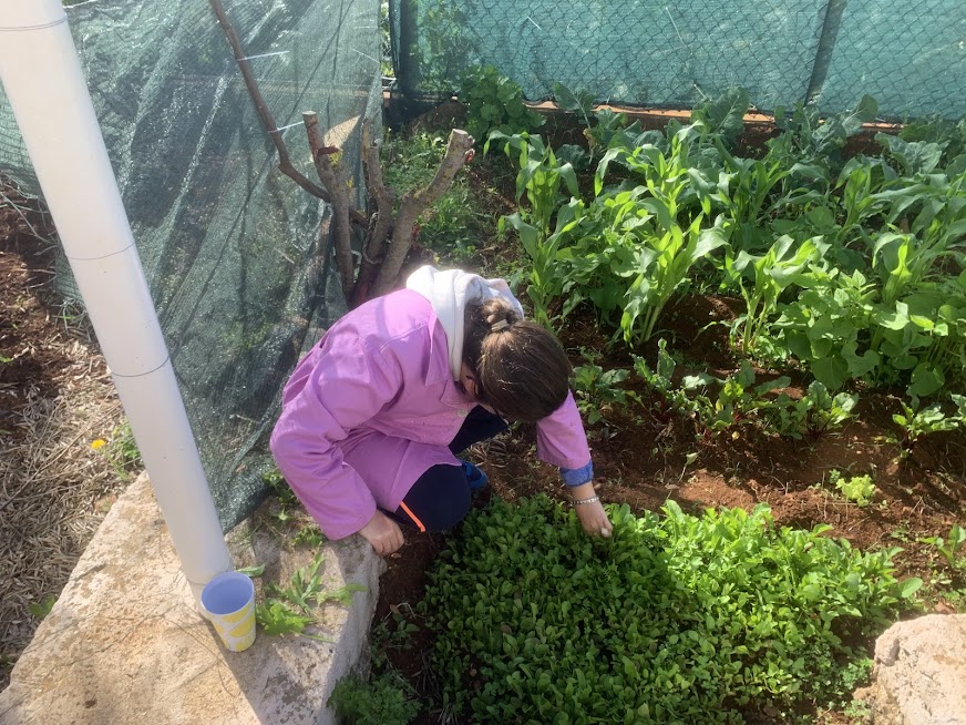Apanha dos produtos hortícolas para consumo dos utentes do CACI Santa Cruz.
