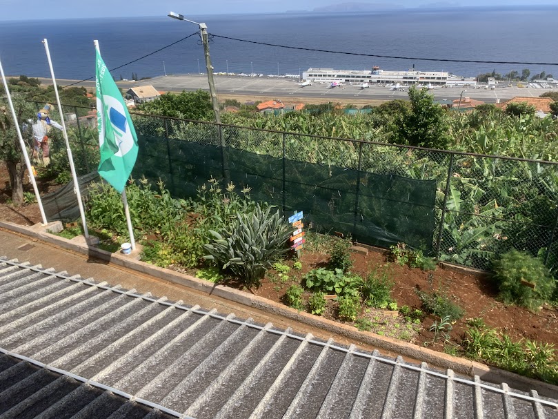 Imagem onde se verifica o crescimento dos produtos hortícolas que temos cultivados na horta do CACI Santa Cruz.