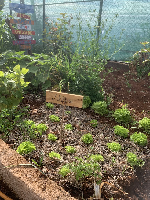 Tabuletas de identificação dos produtos hortícolas existentes na horta.