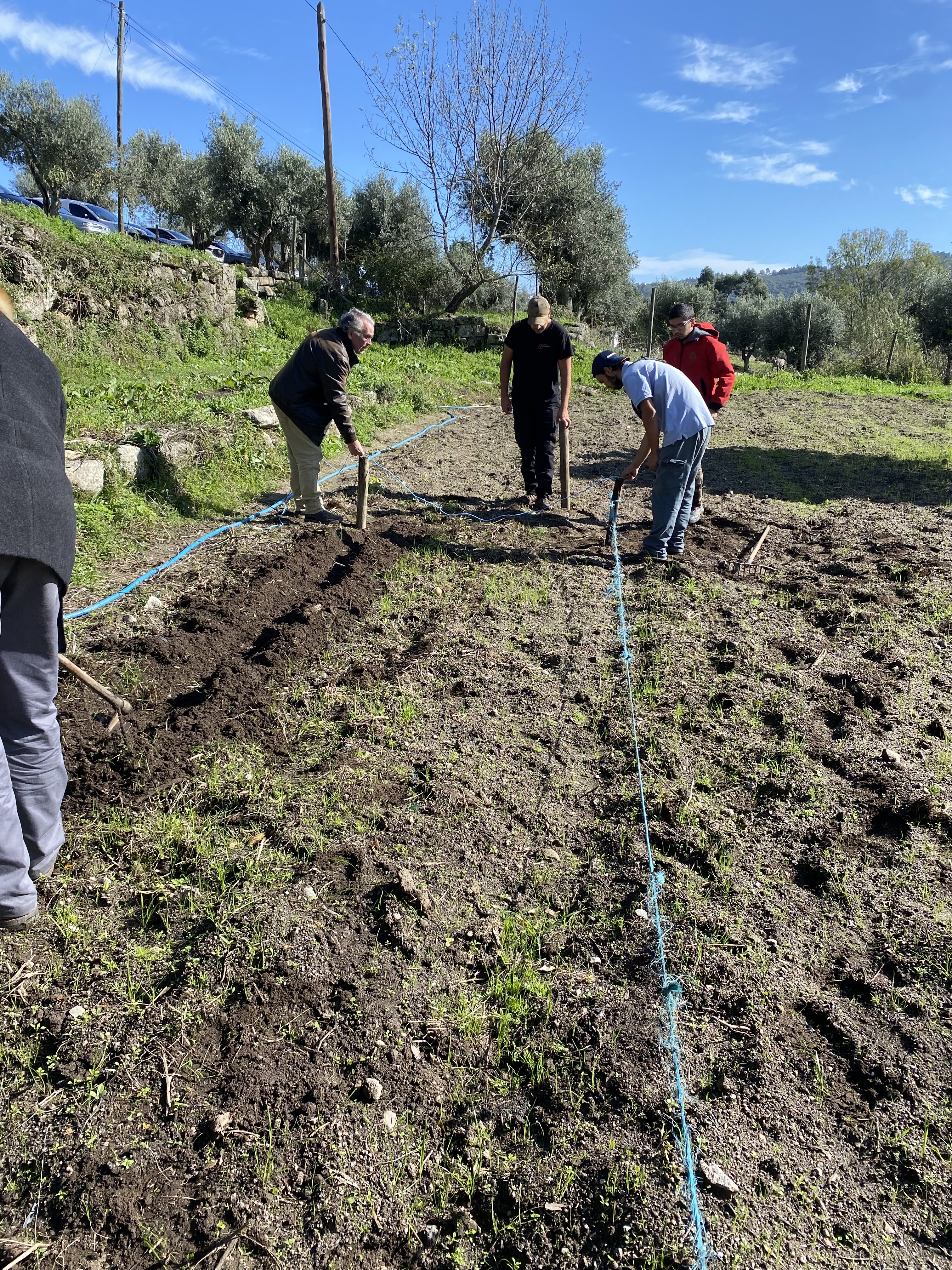 Marcação dos canteiros para início da sementeira de Favas, Ervilhas e Alhos.