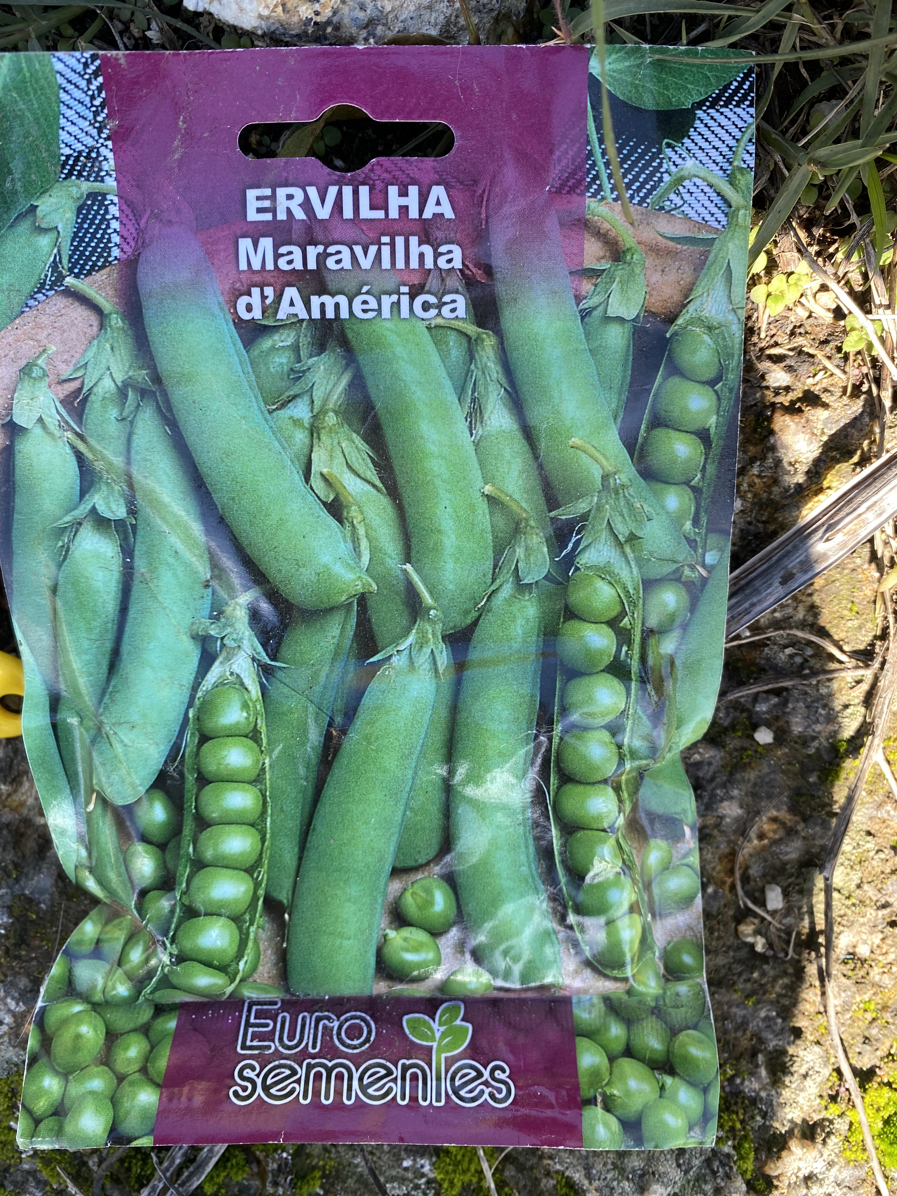 Sementes de Favas.