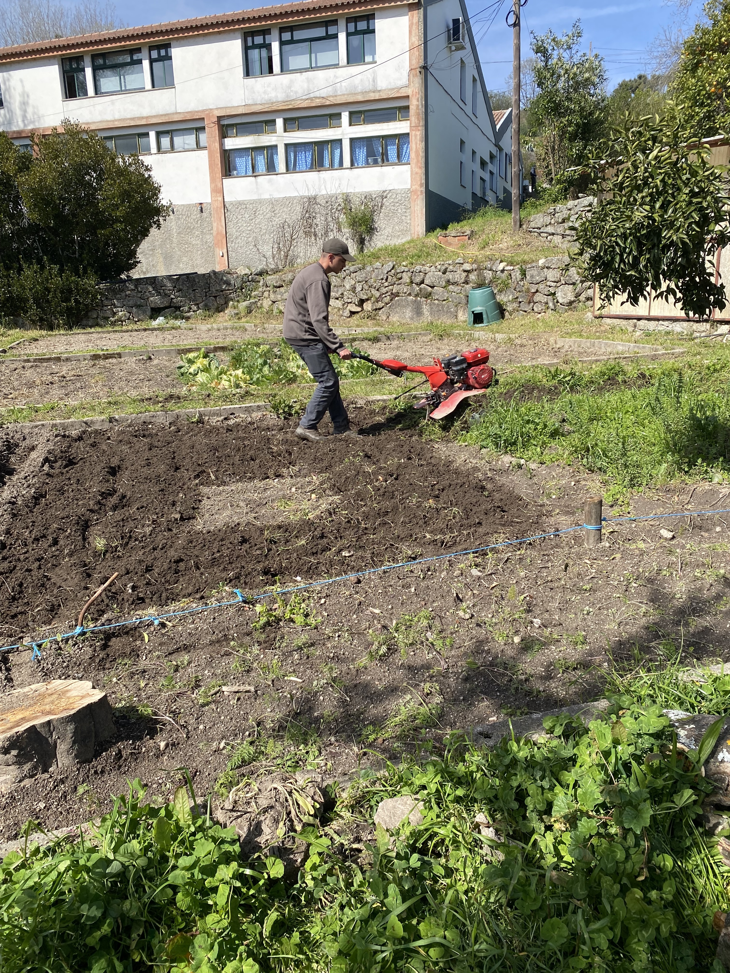 Mobilização de canteiros novos com motoenxada, para fazer novas plantações e novas sementeiras. Ou seja, sementeiras e plantações de hortícolas para o verão.