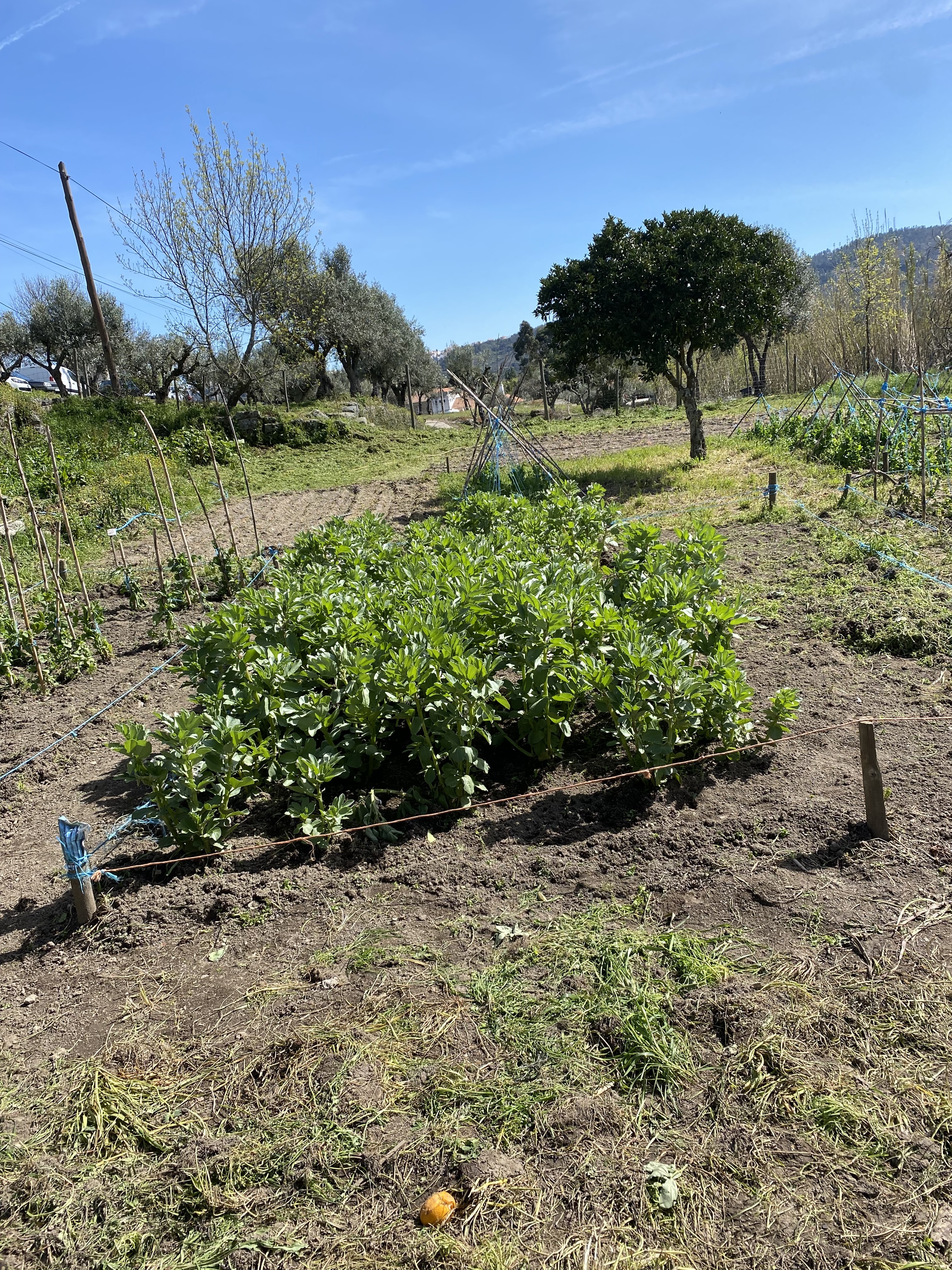 Sachas e monda de infestantes nas favas e ervilhas, semeadas em novembro/dezembro.