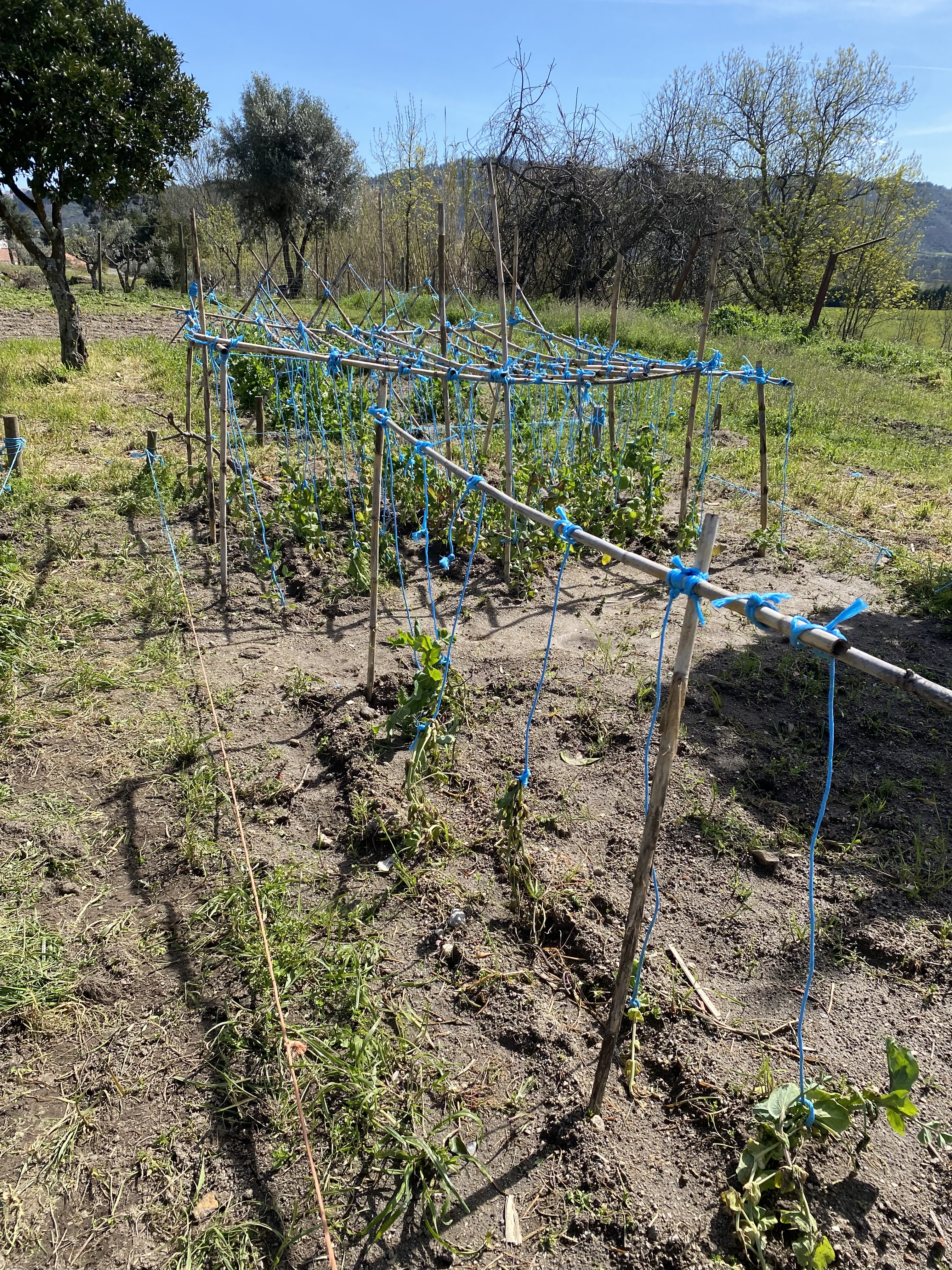 Colocação de tutores nas ervilhas.