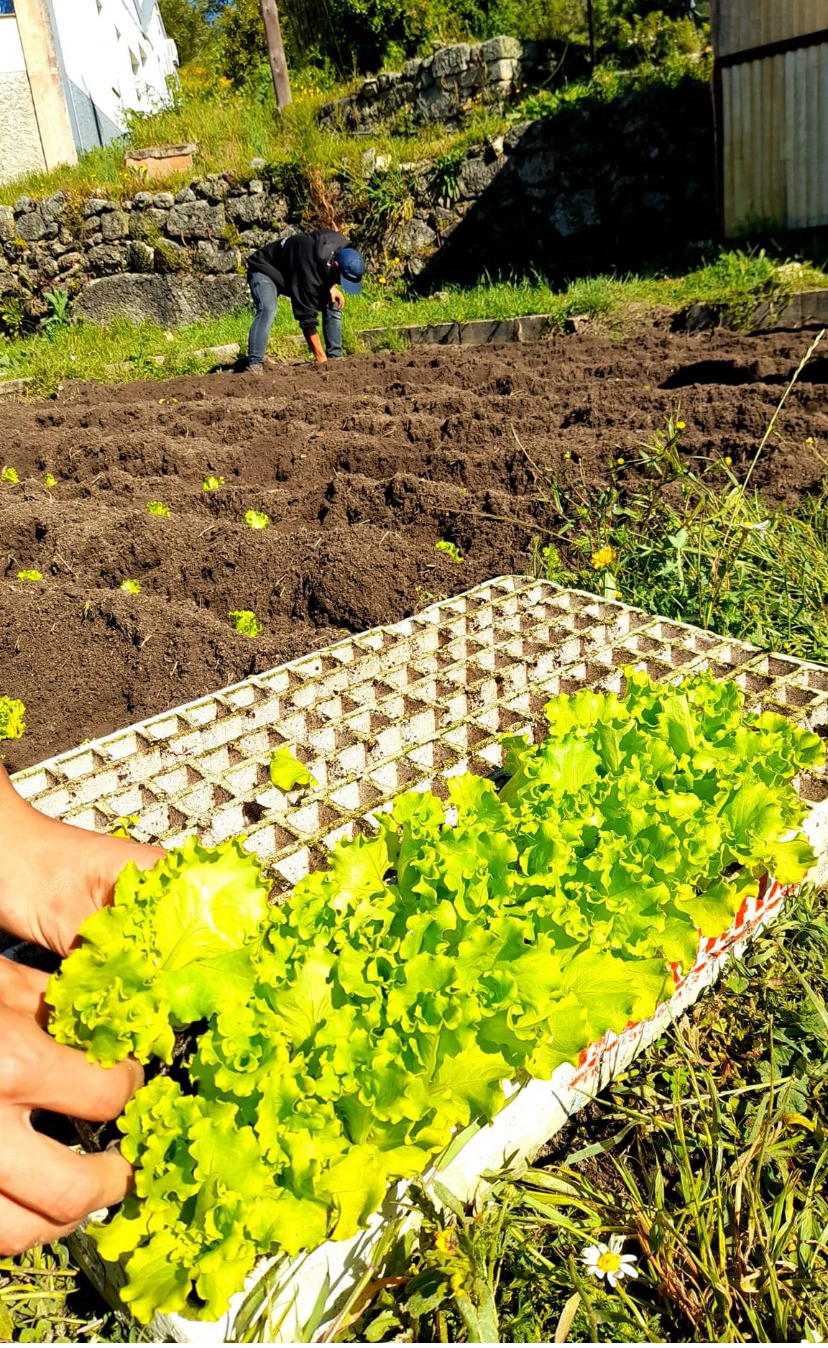 Depois de ter sido feita a sementeira de alfaces em tabuleiros de germinação dentro da estufa, estas cresceram e estão prontas a ir para o terreno da horta para tomarem o tamanho ideal para serem colhidas.