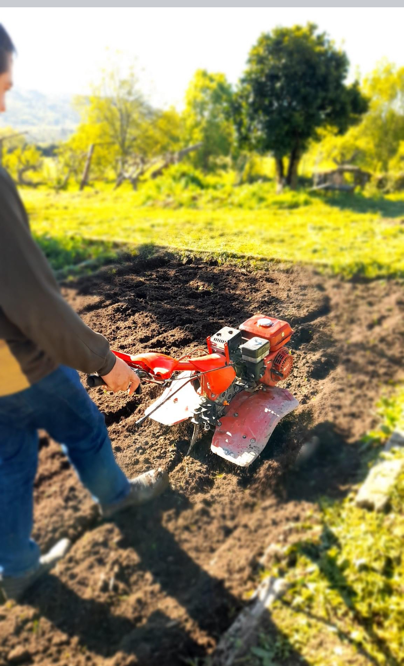 Preparação de terreno na horta com motoenxada, para colocar as culturas de primavera - verão. Desde alfaces, cebolas, tomate, abóboras, batata doce, pimentos, melancia, melão.