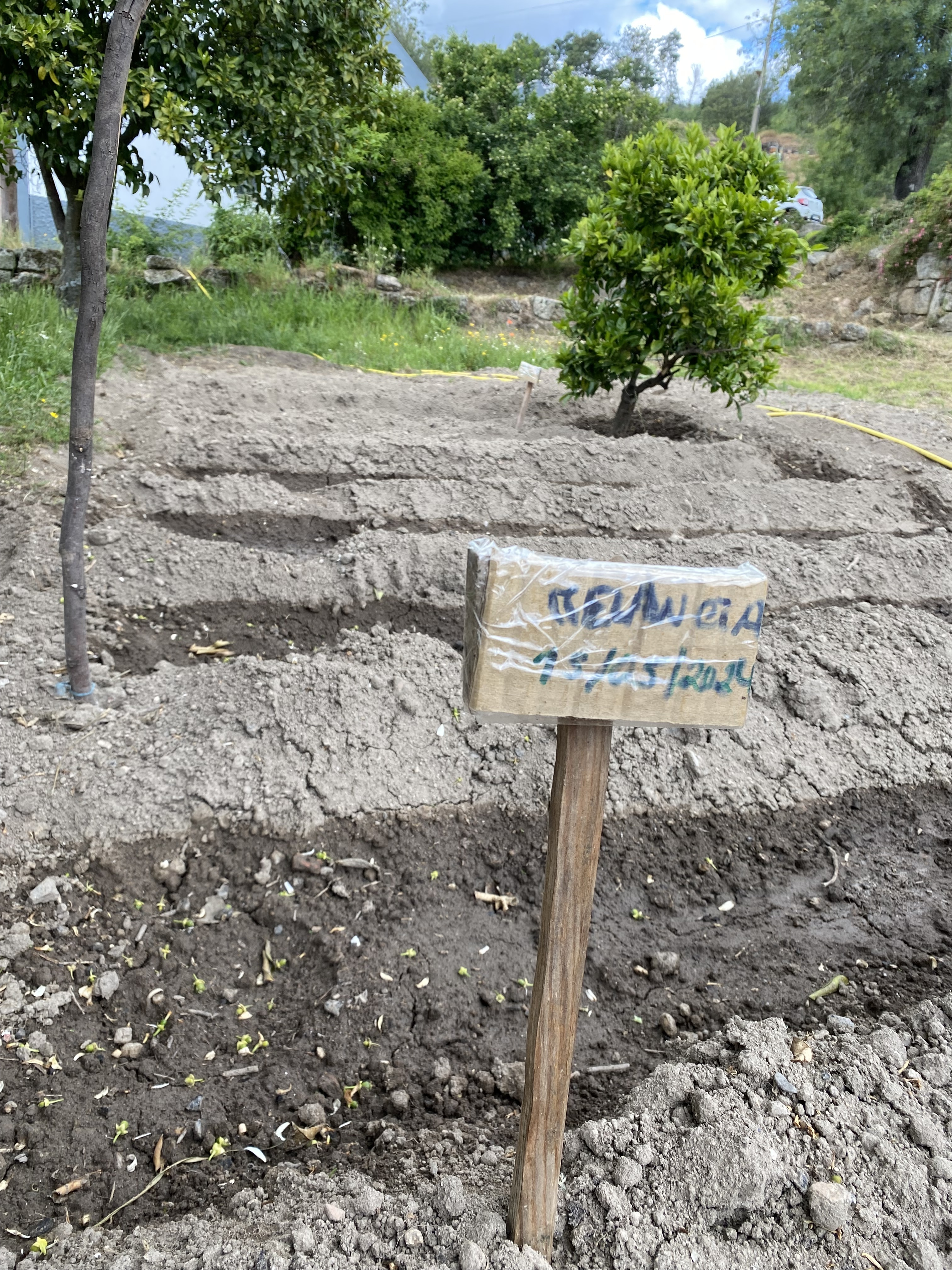 Placas no terreno, com as sementes que foram semeadas (melão e melancia). Nessas placas está a identificação do legume ou fruto e a data de sementeira.