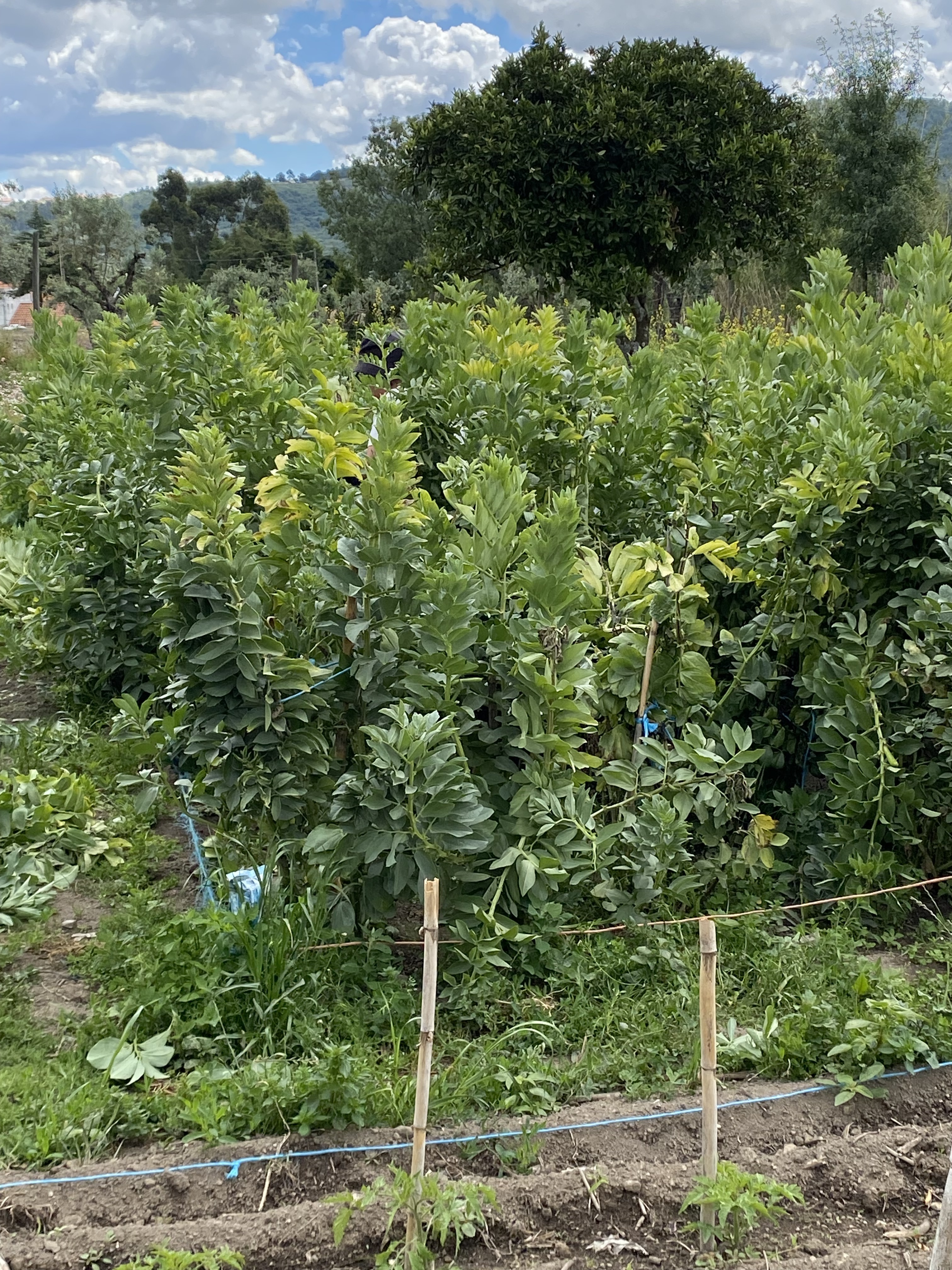 Colheita das últimas favas e ervilhas do ano. Todos os legumes são consumidos na escola ou vendidos na Comunidade Escolar.