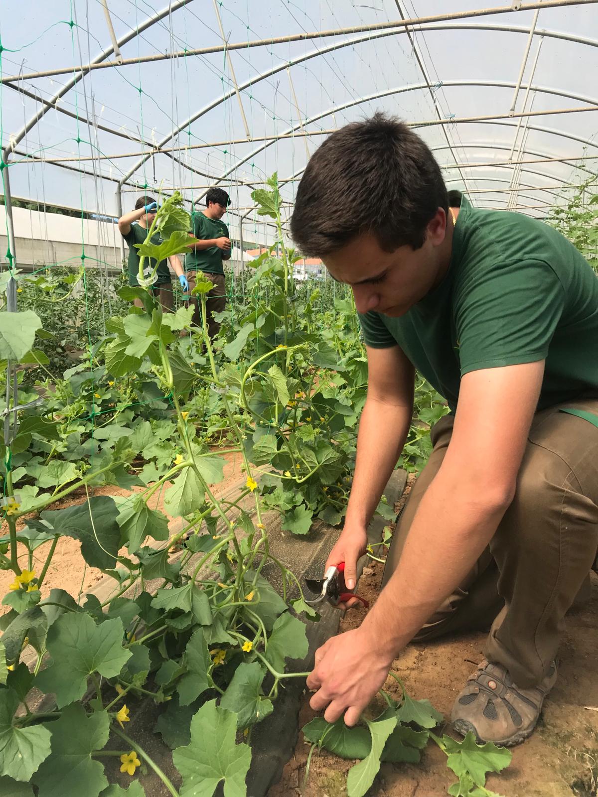 As hortas/estufas são salas de aula onde os alunos aprendem técnicas agrícolas.
