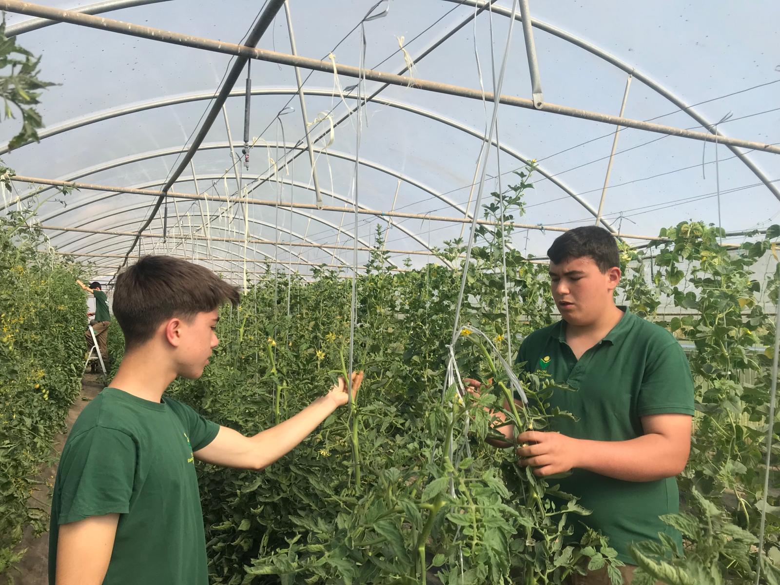 As hortas/estufas são salas de aula onde os alunos aprendem técnicas agrícolas.