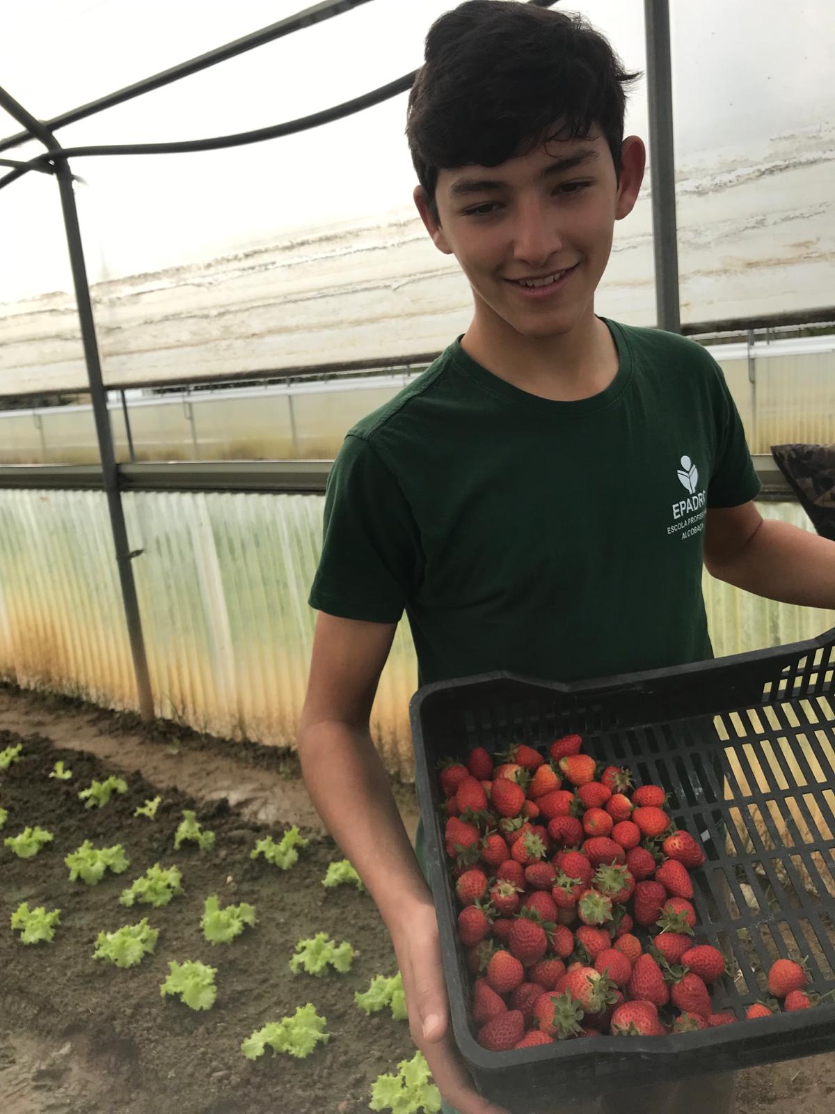 Os morangos serão usados nas saladas de fruta do bar.