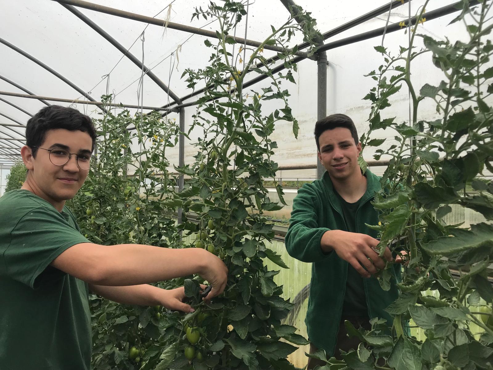 As hortas/estufas são salas de aula onde os alunos aprendem técnicas agrícolas.