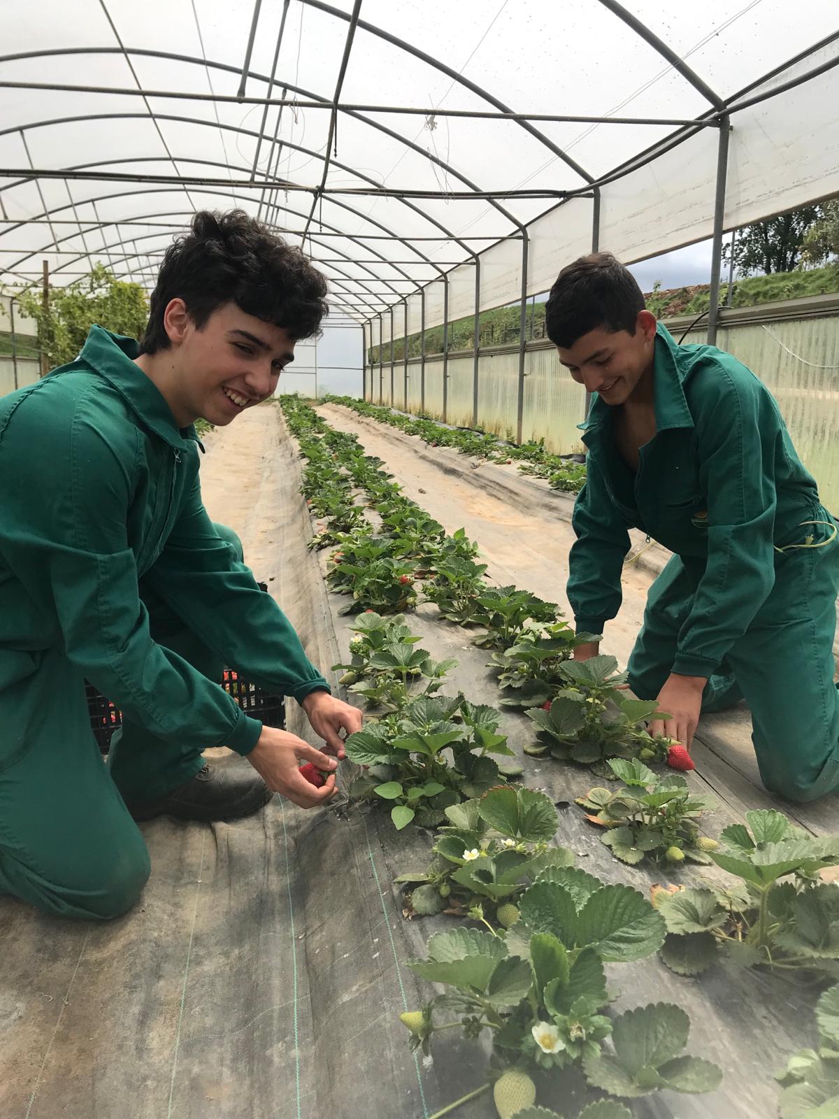 As hortas/estufas são salas de aula onde os alunos aprendem técnicas agrícolas.