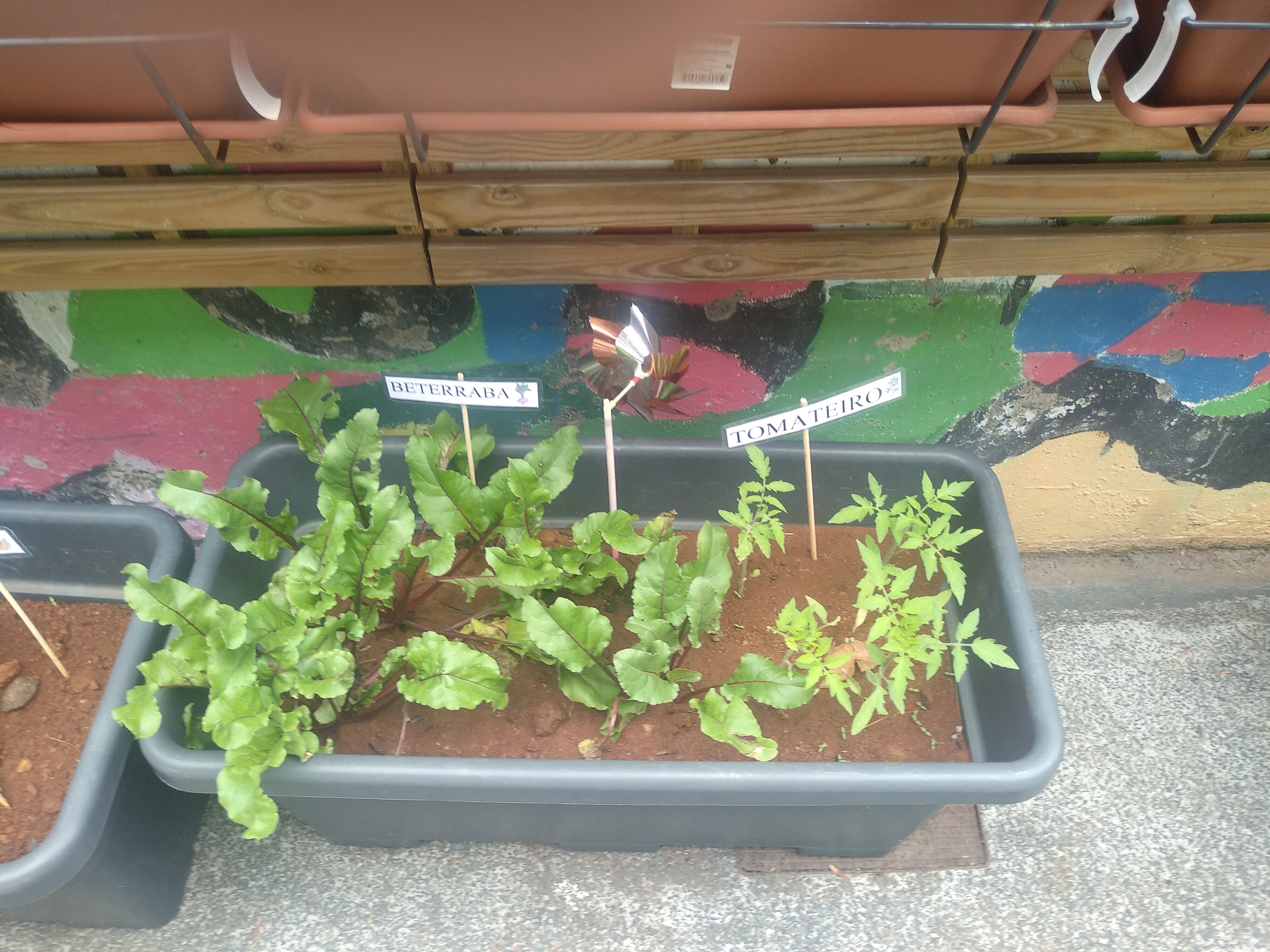 plantação beterraba