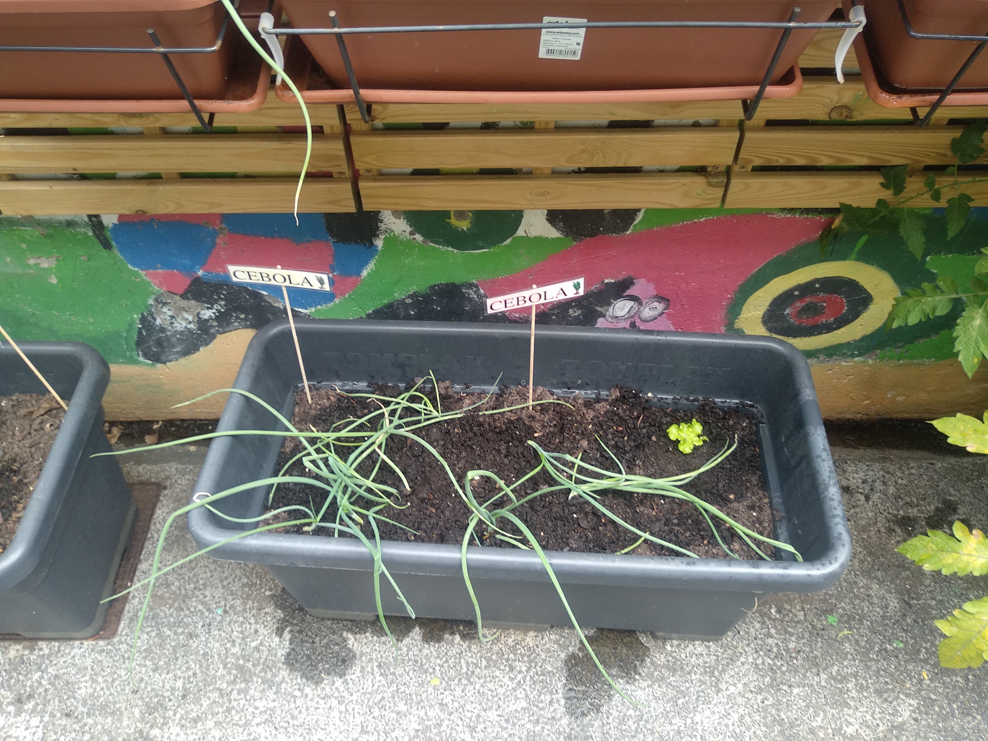 plantação cebolinho