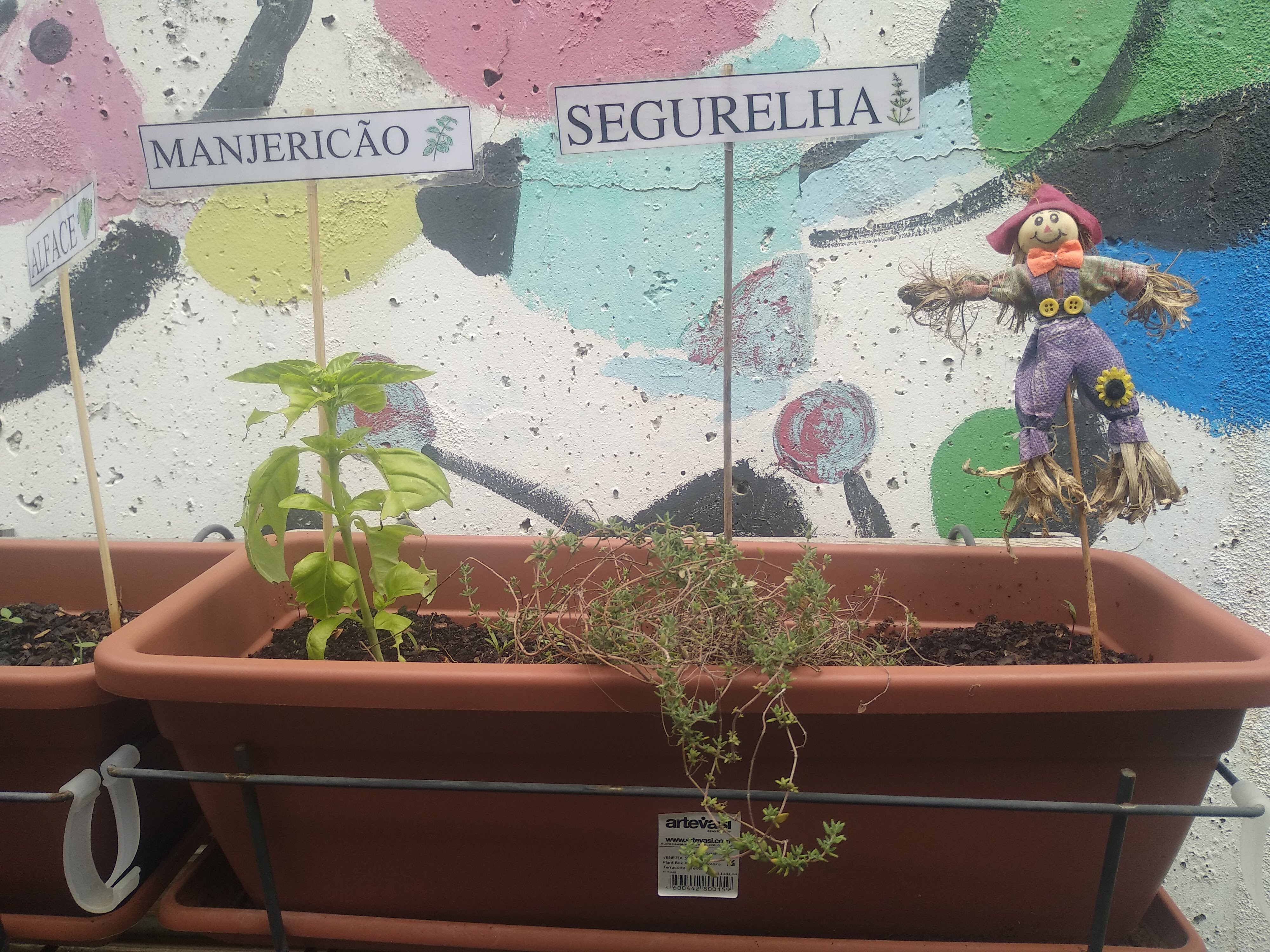 plantação segurelha e manjericão